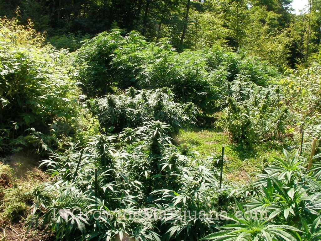 Basic Soil Requirements For Outdoor Marijuana Growers | The Weed Blog