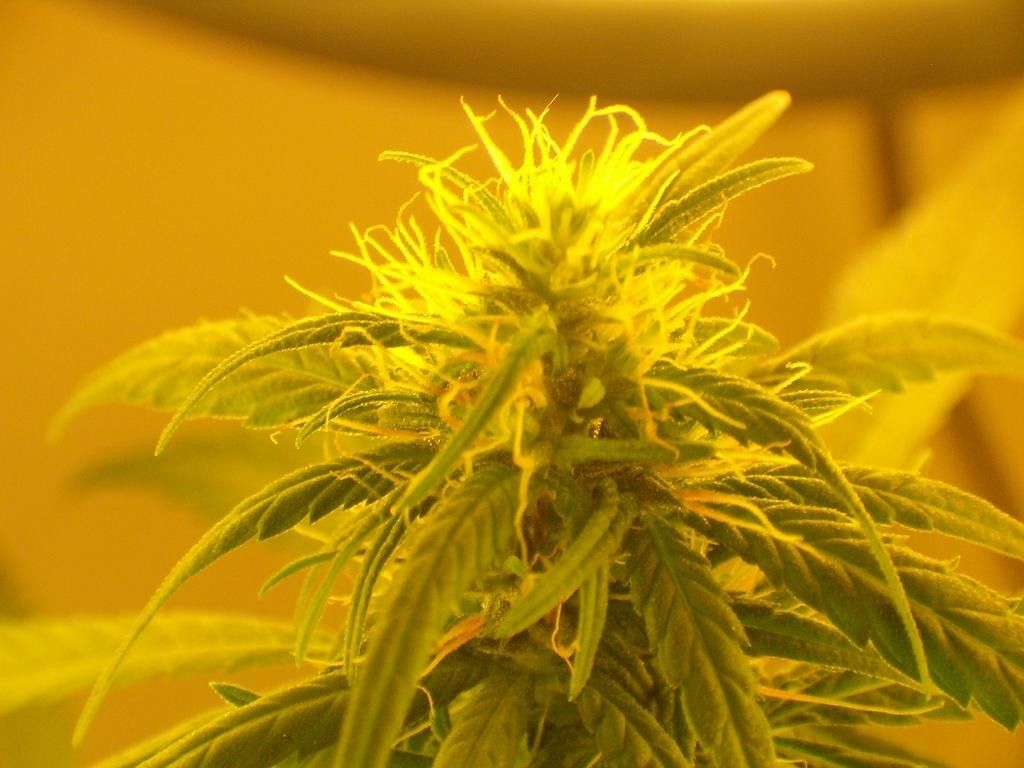 marijuana plant photo « Cannabis Photo Gallery > Growing Cannabis ...
