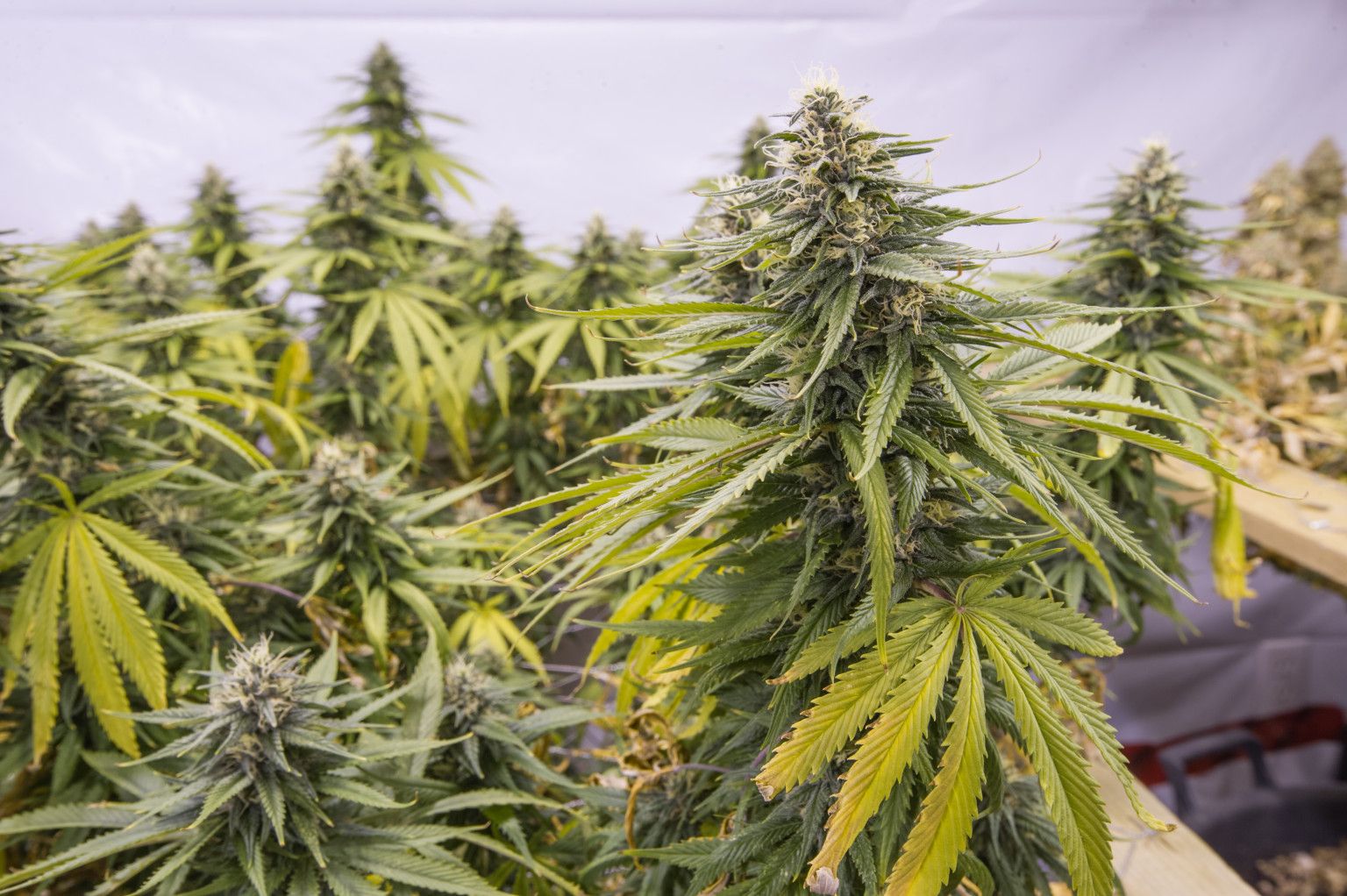 3 Ways to Know You're Growing Strong Marijuana | Hemp Beach TV ...