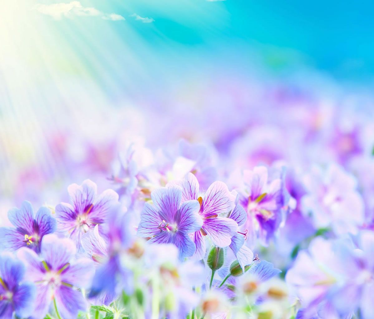 Flower Background for Android Tablets 05 | Tablet Wallpapers ...