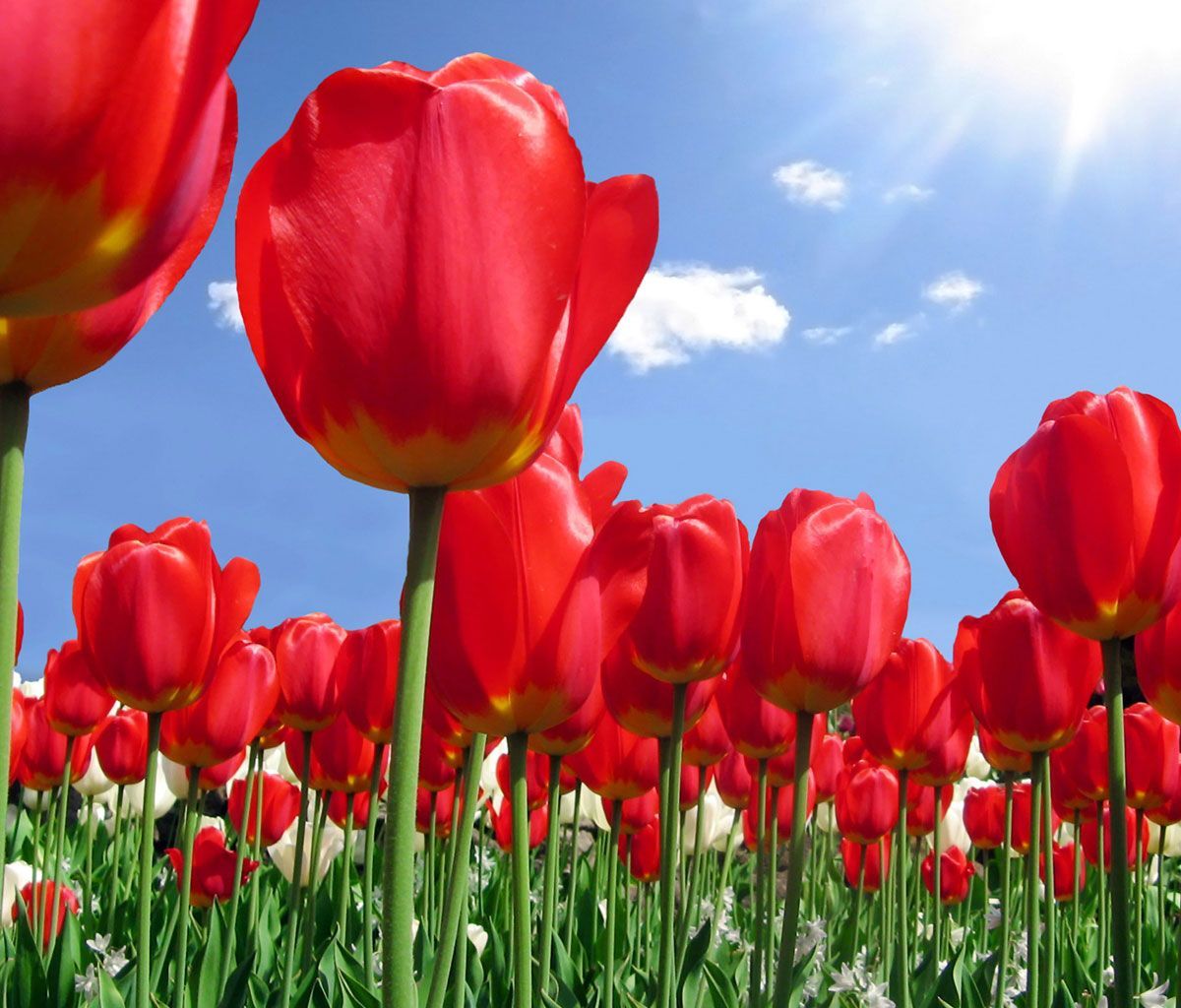 Flower Background for Android Tablets 07 | Tablet Wallpapers ...