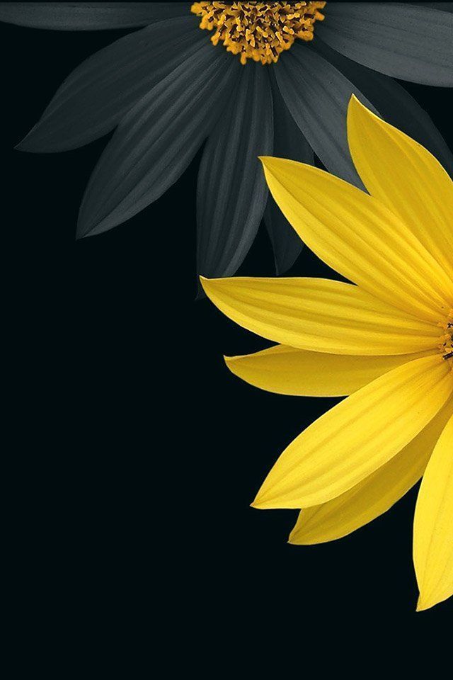 FREEIOS7 | black-flower - parallax HD iPhone iPad wallpaper