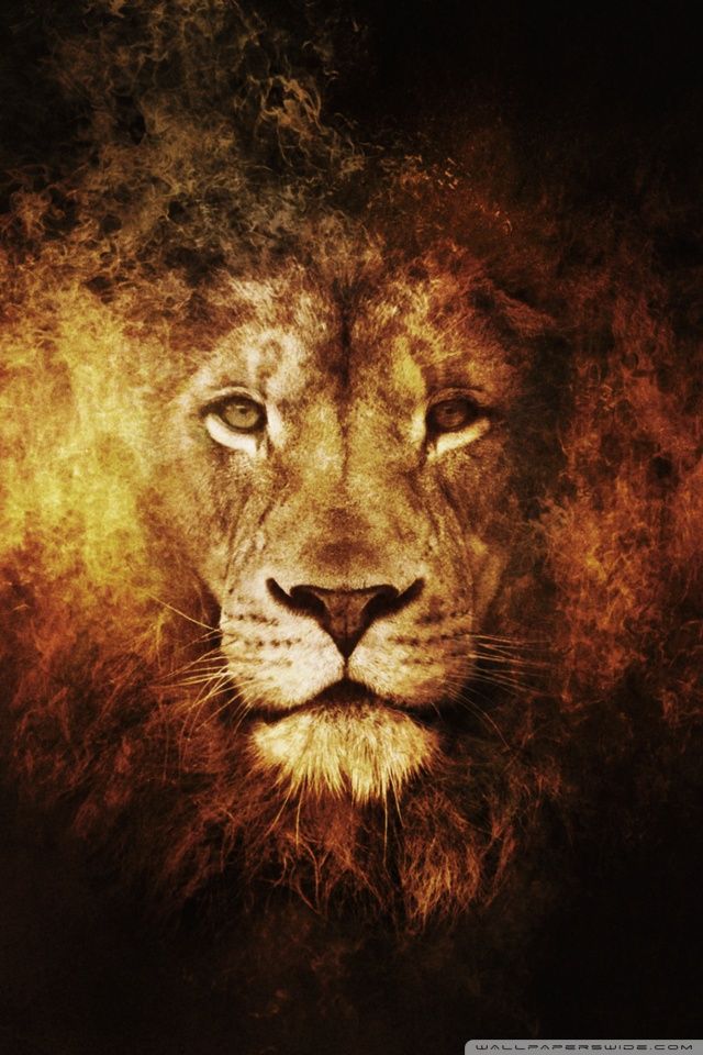Lion iPhone Wallpapers 2146 - HD Wallpaper Site