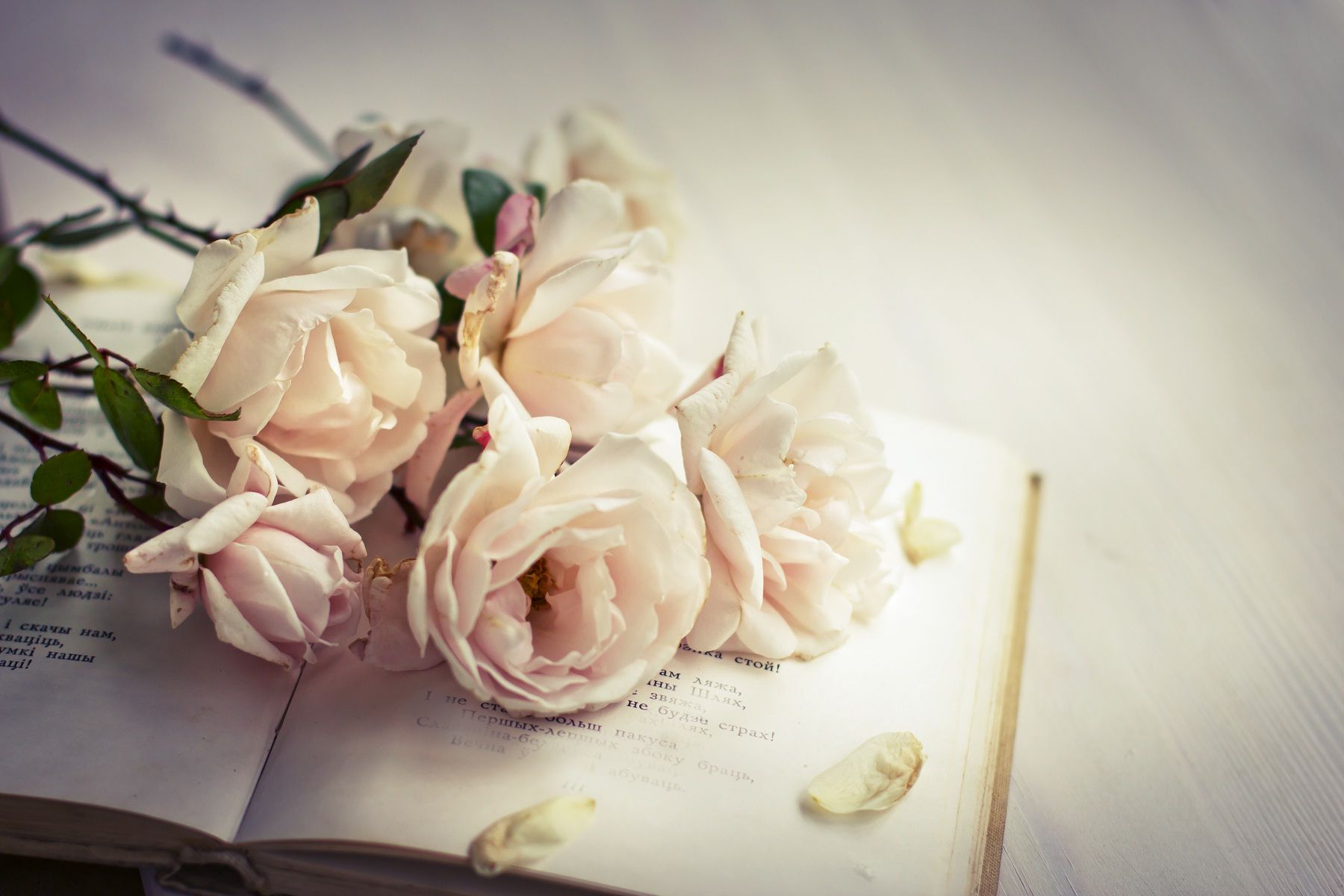 Love book with white rose love wallpaper HD Wallpapers Rocks
