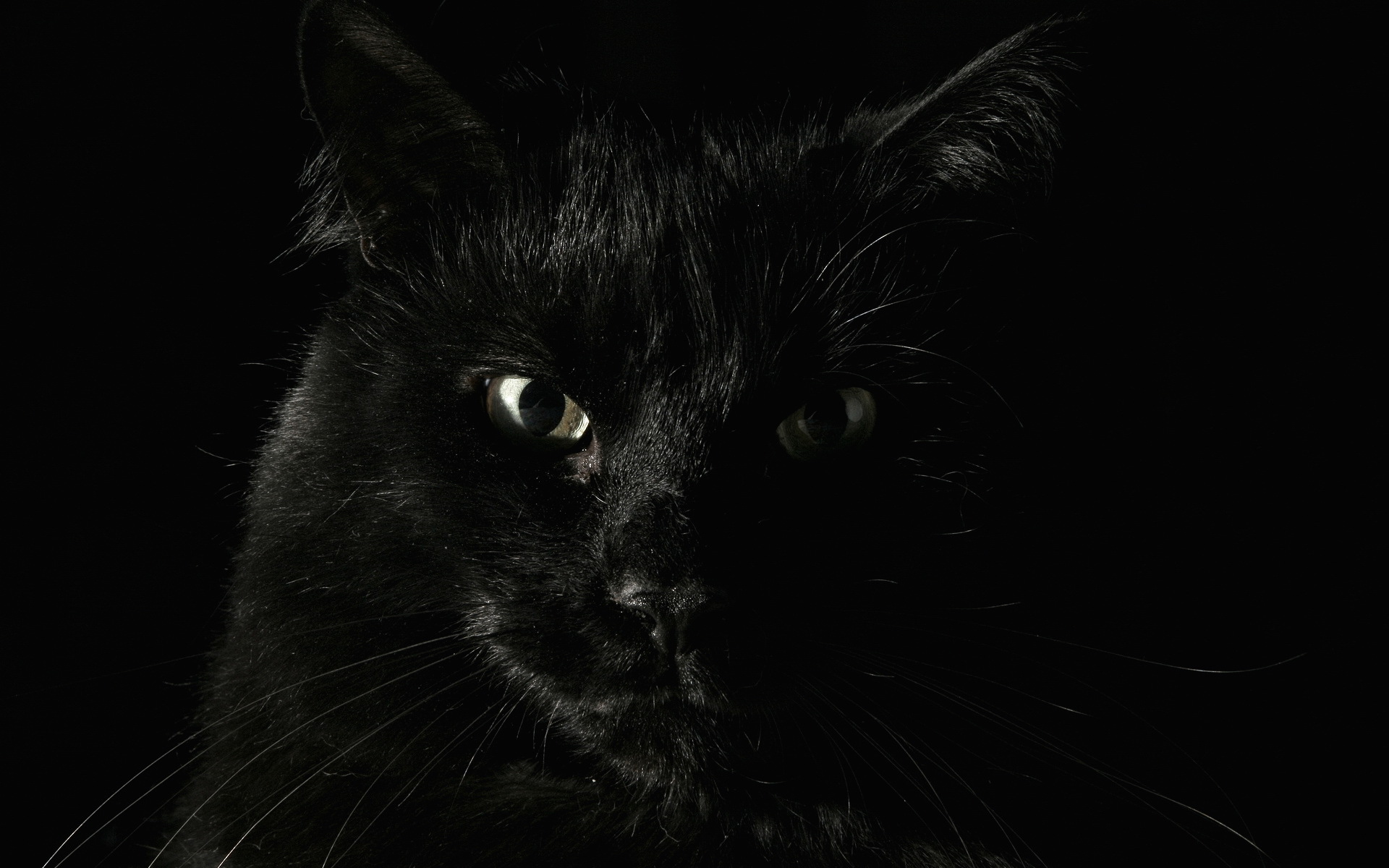 Big black cat top wallpaper | hdwallpapera