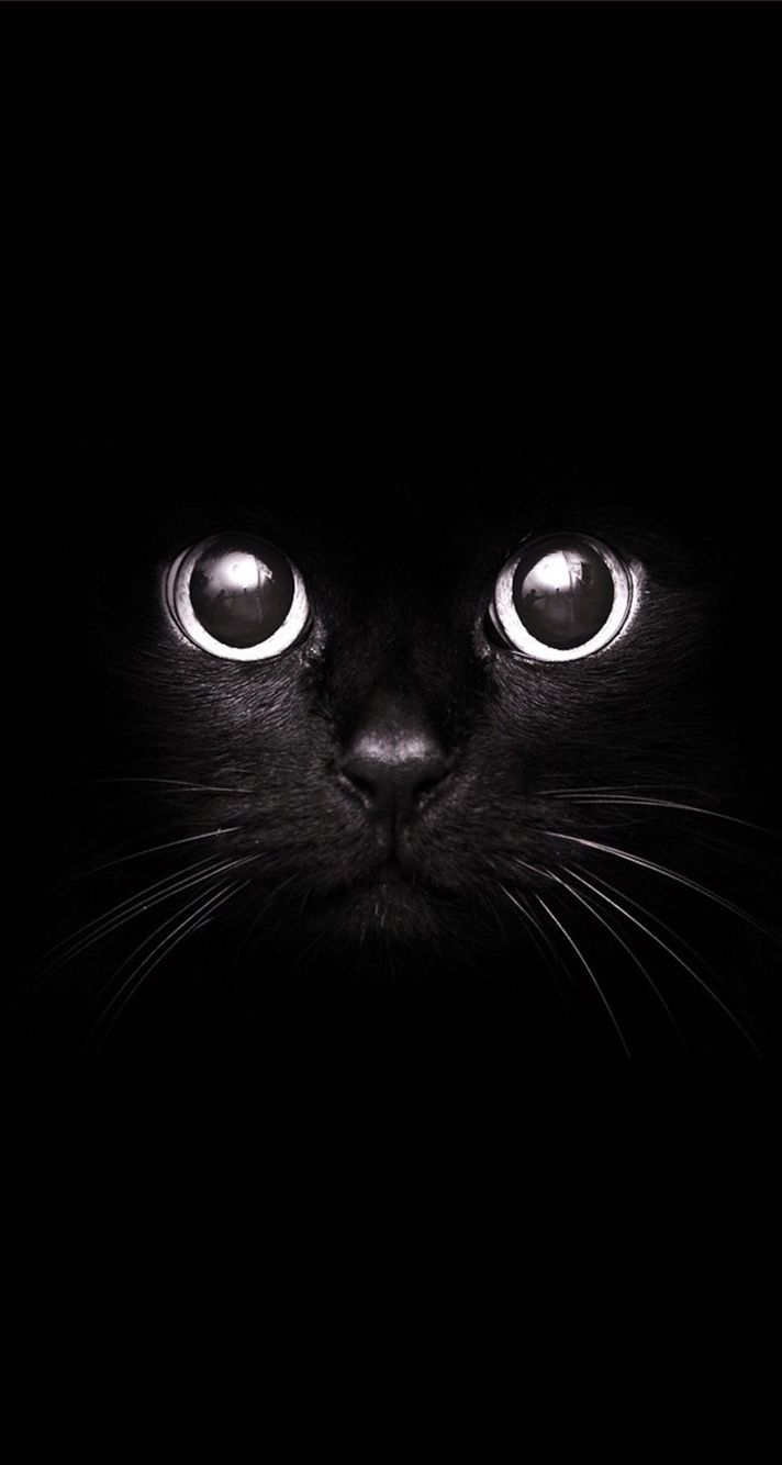 iPhone, Cat, Face, Big Eyes, Black, - Wallpaper | iPhone ...