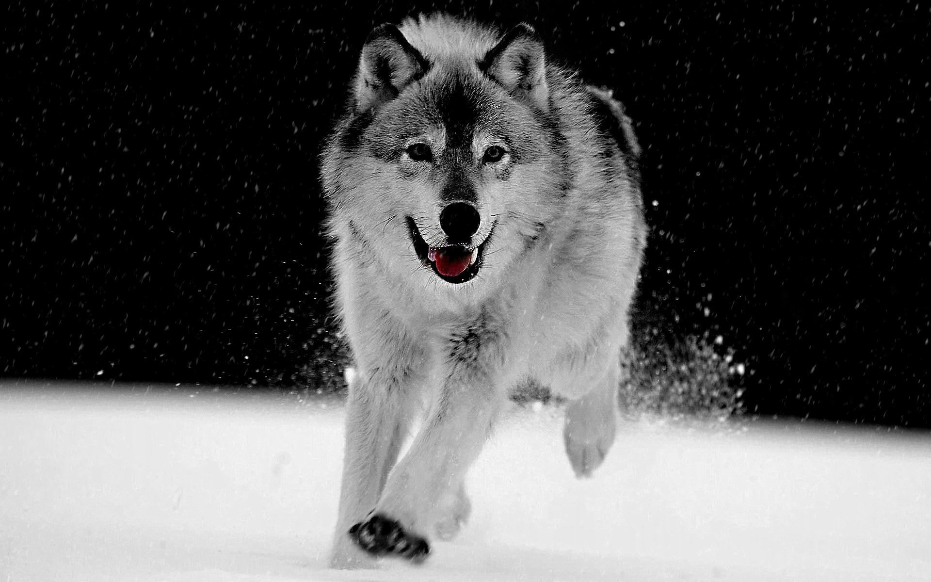 Big-Wolf-Gray-Wallpaper.jpg