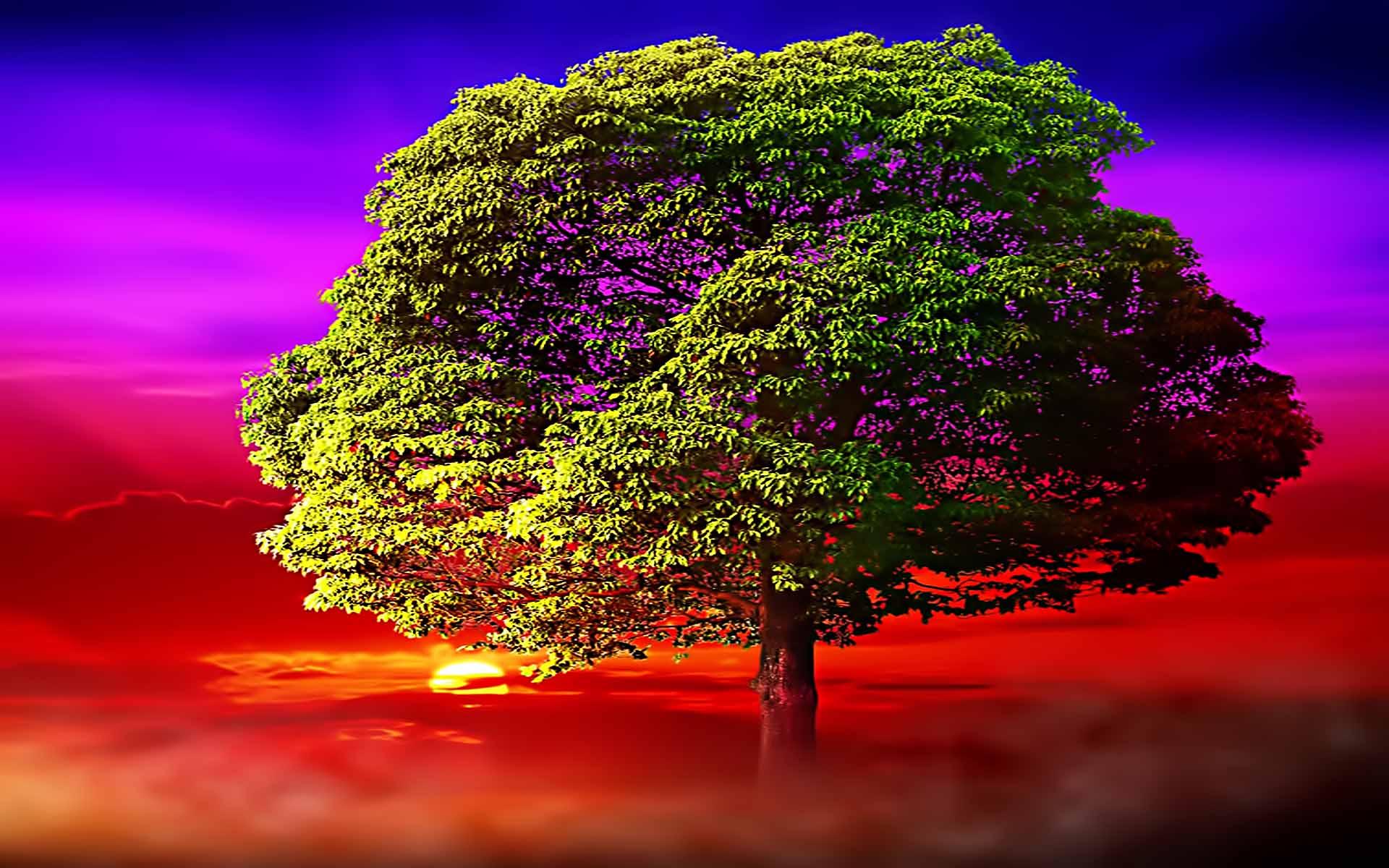 Heavenly tree - (#54580) - High Quality and Resolution Wallpapers ...