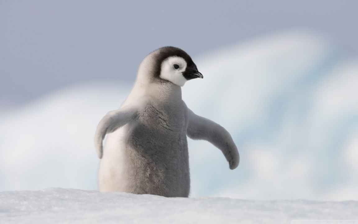 Baby Penguin, Antarctica HD desktop wallpaper High Definition