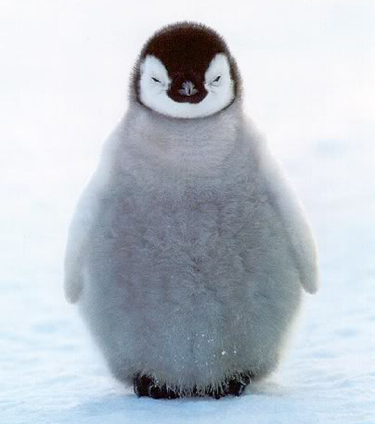 844x947px Baby Penguin 76.75 KB 15.05.2015 By Xzibit