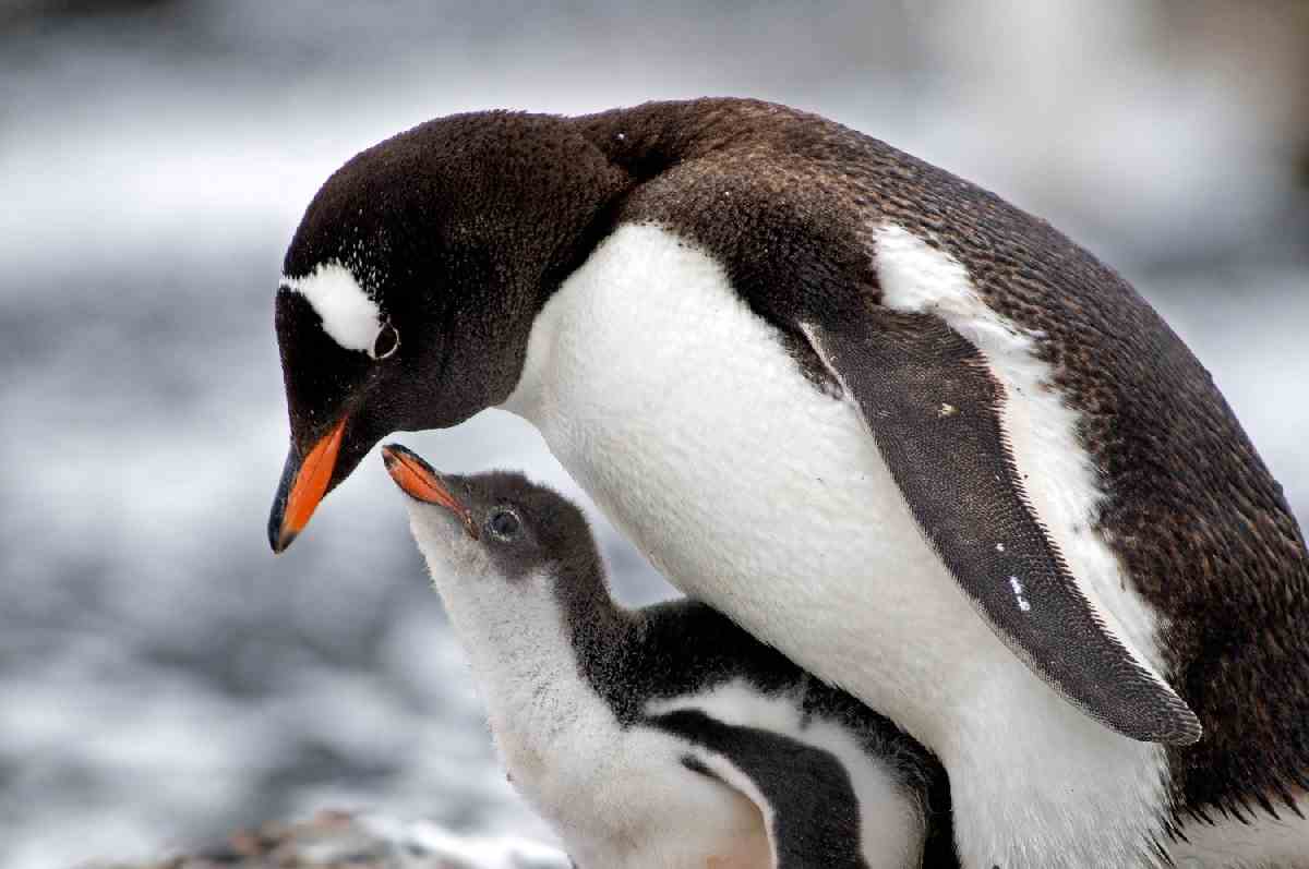 Baby Penguin Daily Backgrounds in HD