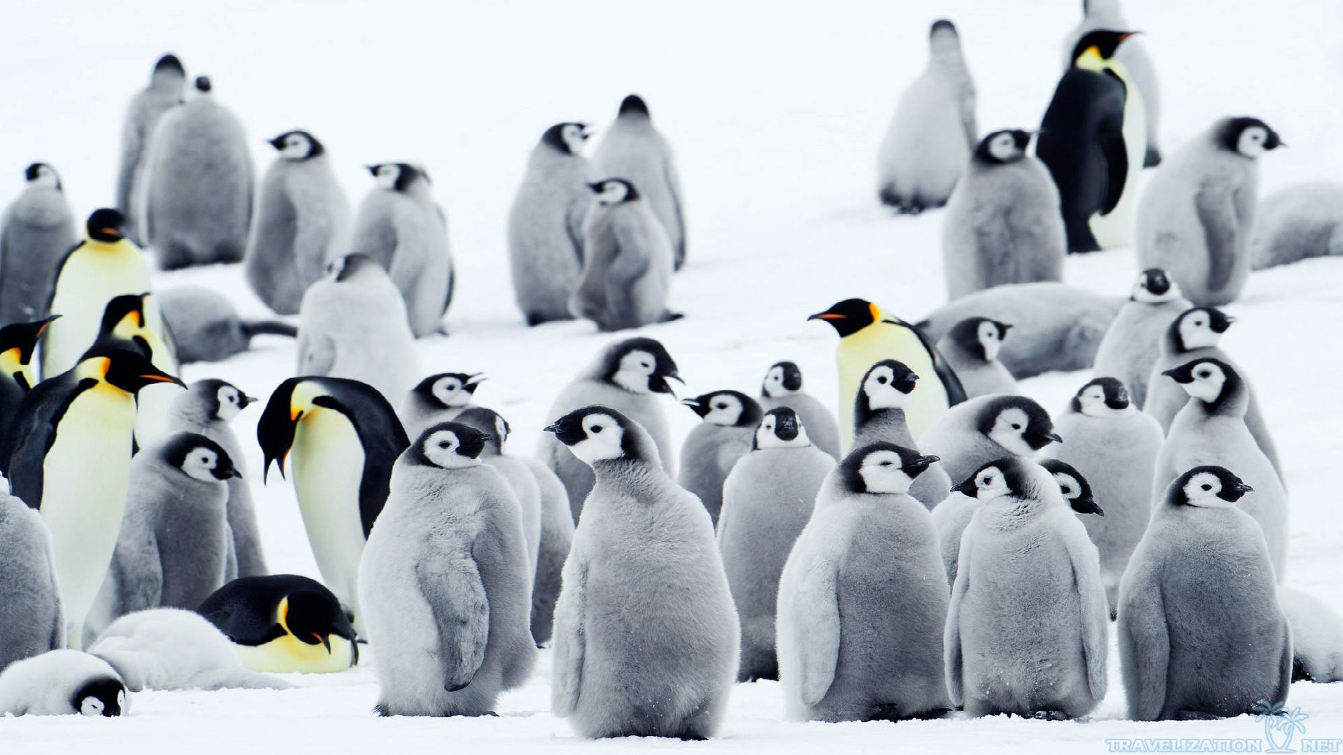 Polar World Of Penguin Wallpapers Travelization