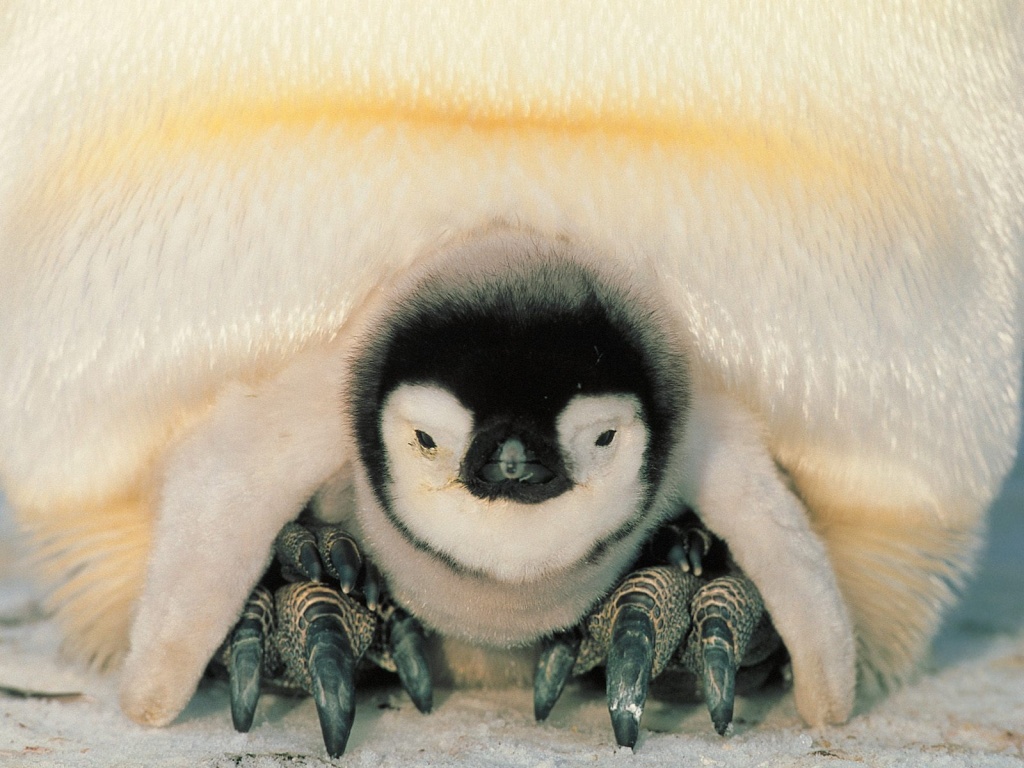 Baby penguin wallpaper Wallpapers - Free baby penguin wallpaper