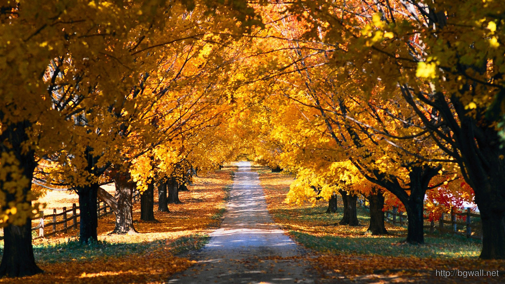 Country Road In The Fall Wallpaper 11542