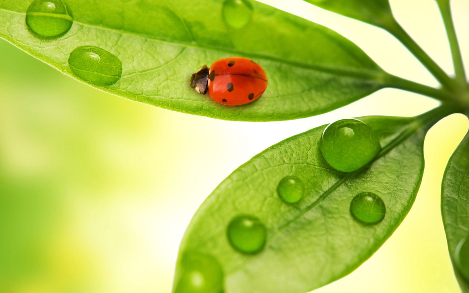 Ladybug on the leaf wallpaper - free wallpapers, download ...