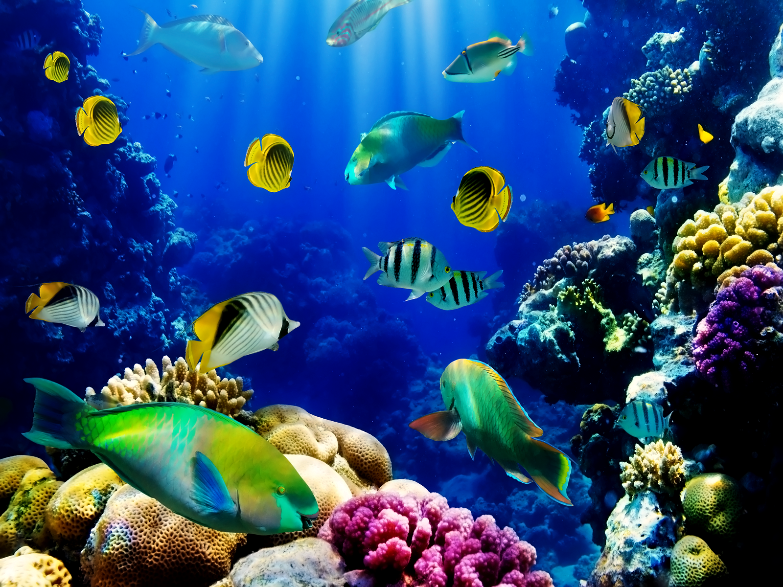 Aquarium fish live wallpaper for desktop | danaspdf.top