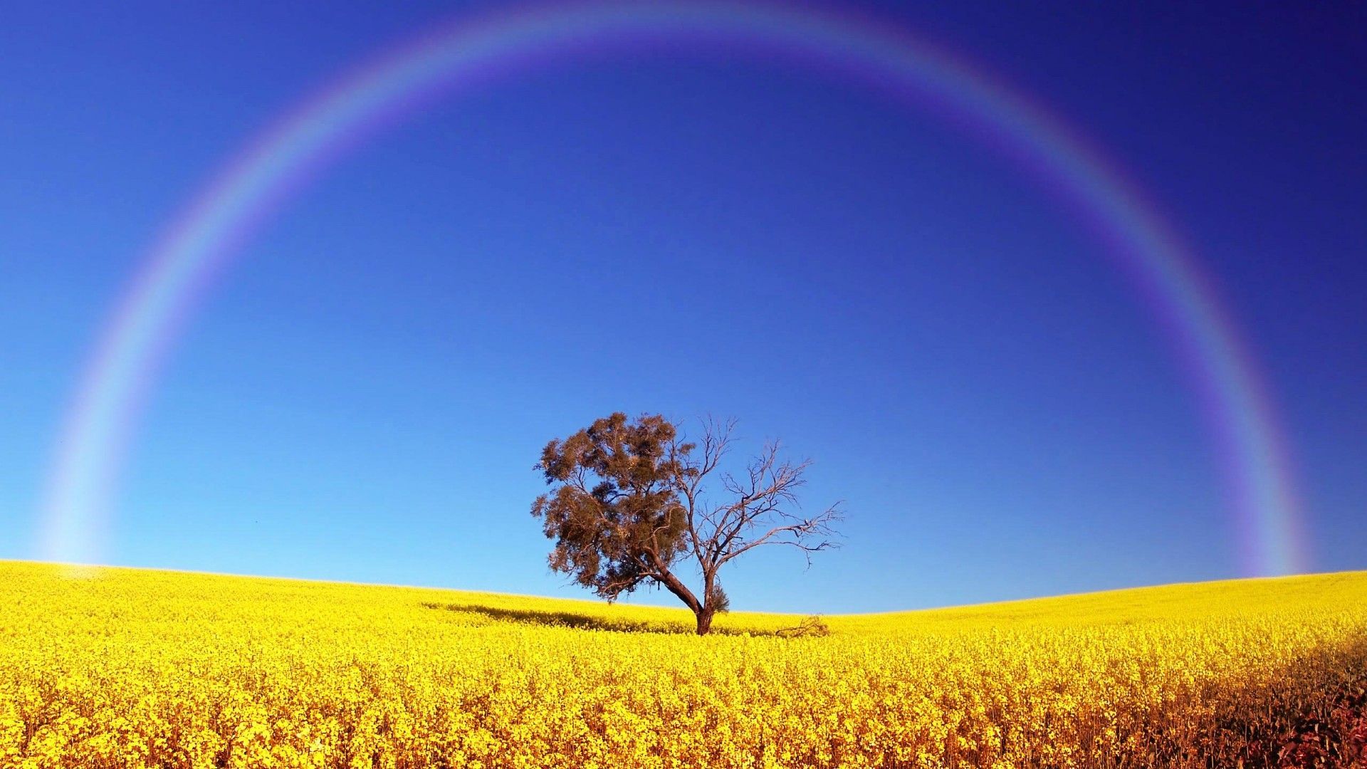 Rainbow Pictures For Desktop Free Download | HD Wallpapers ...