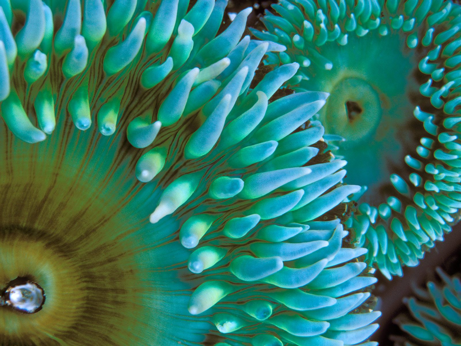 Free HQ Sea Anemone Wallpaper - Free HQ Backgrounds