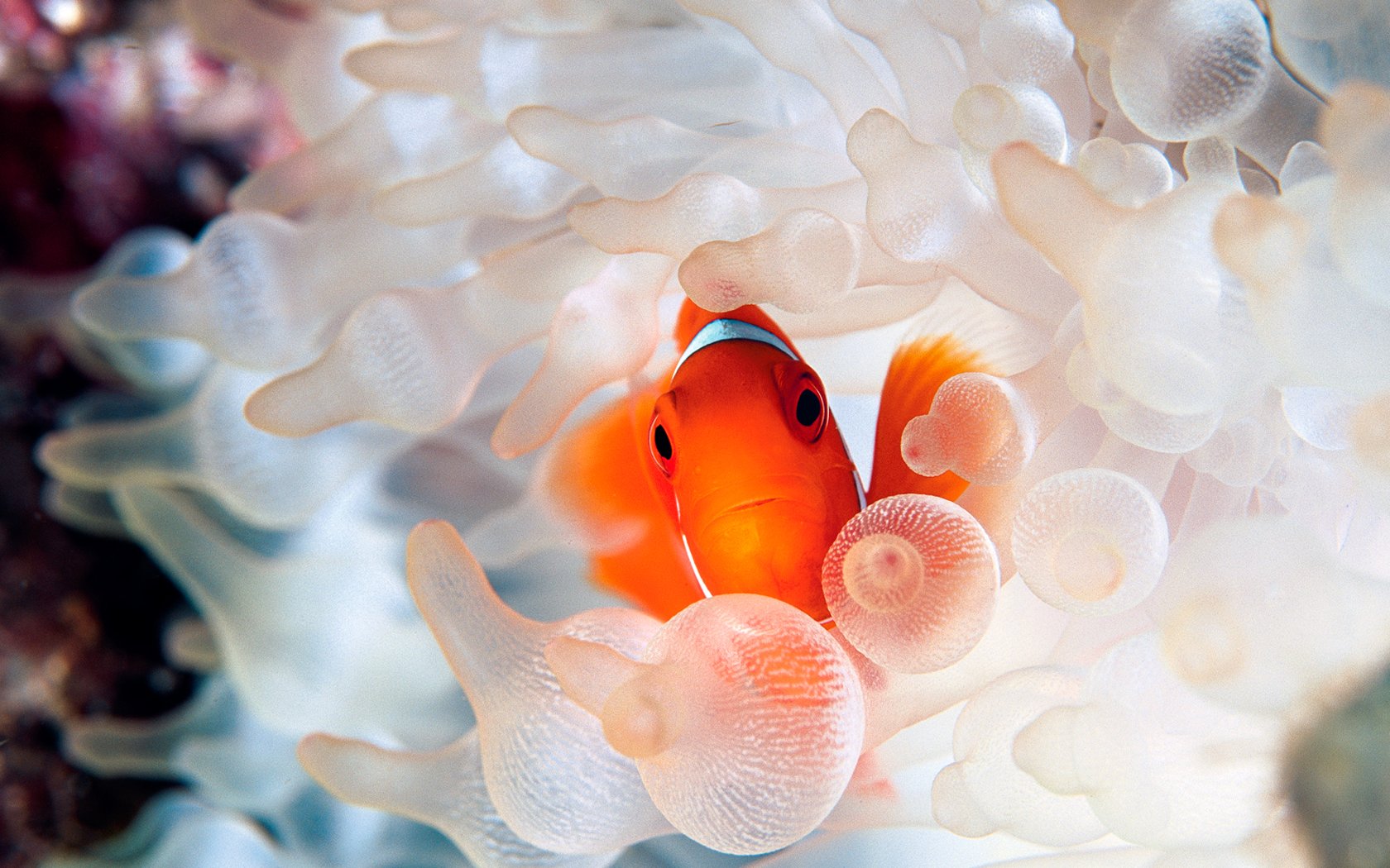 Clownfish and sea anemone tentacles wallpaper 15801 - Animal ...