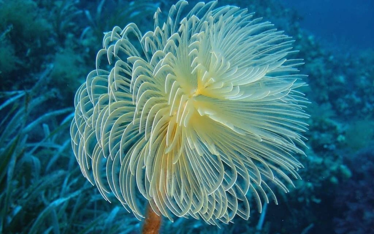SuperHD.pics Nature ocean sea sea anemones underwater desktop