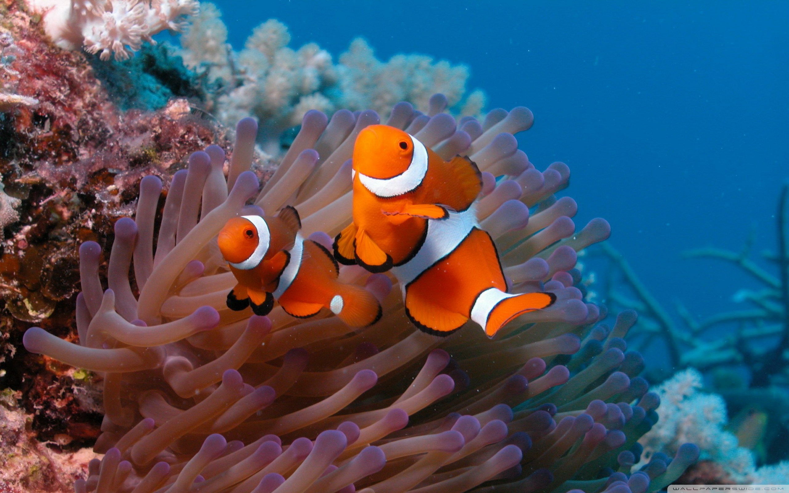Clownfish And Sea Anemone Wallpaper Full HD [2560x1600] - Free ...