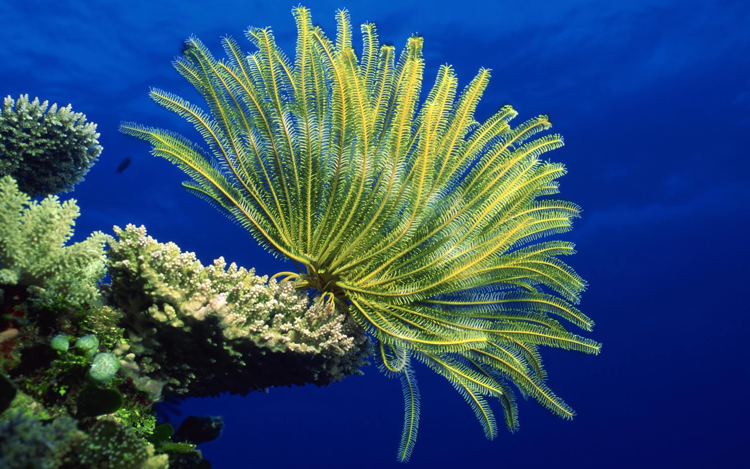 Desktop Wallpaper Gallery Animals Sea anemones - Coral reef