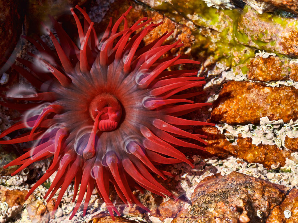 Beautiful Red Sea Anemone Beautiful Desktop Wallpaper - 1024x768