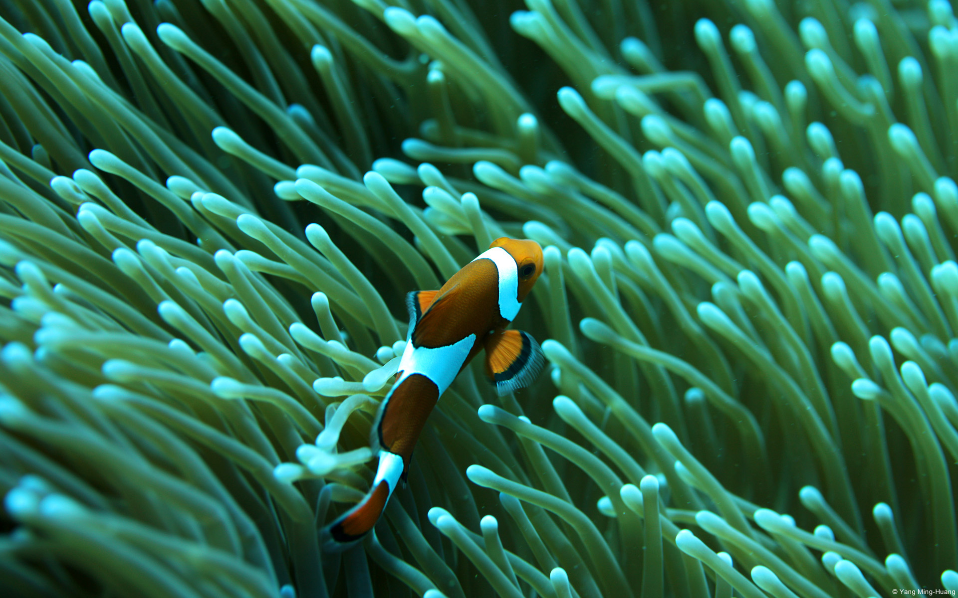 Clownfish And Sea Anemone - wallpaper
