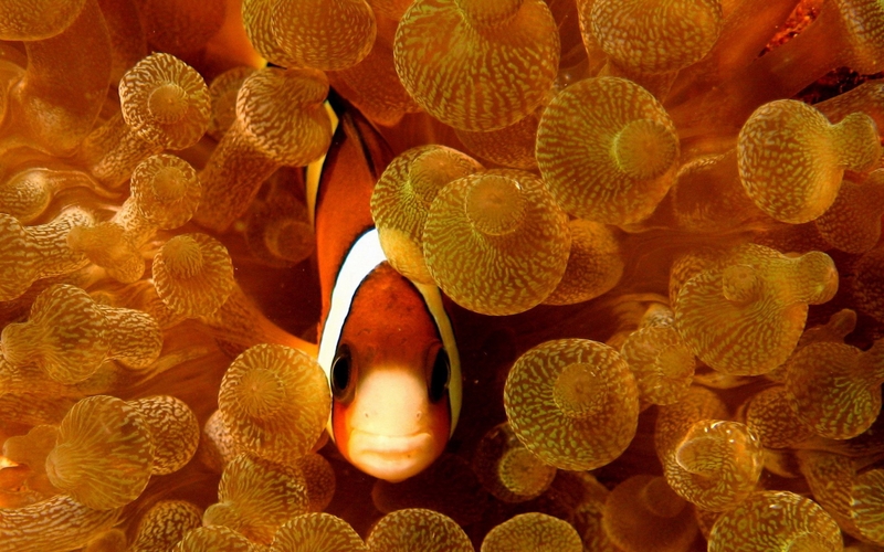 Fish clownfish sea anemones 2560x1600 wallpaper Animals Fish HD