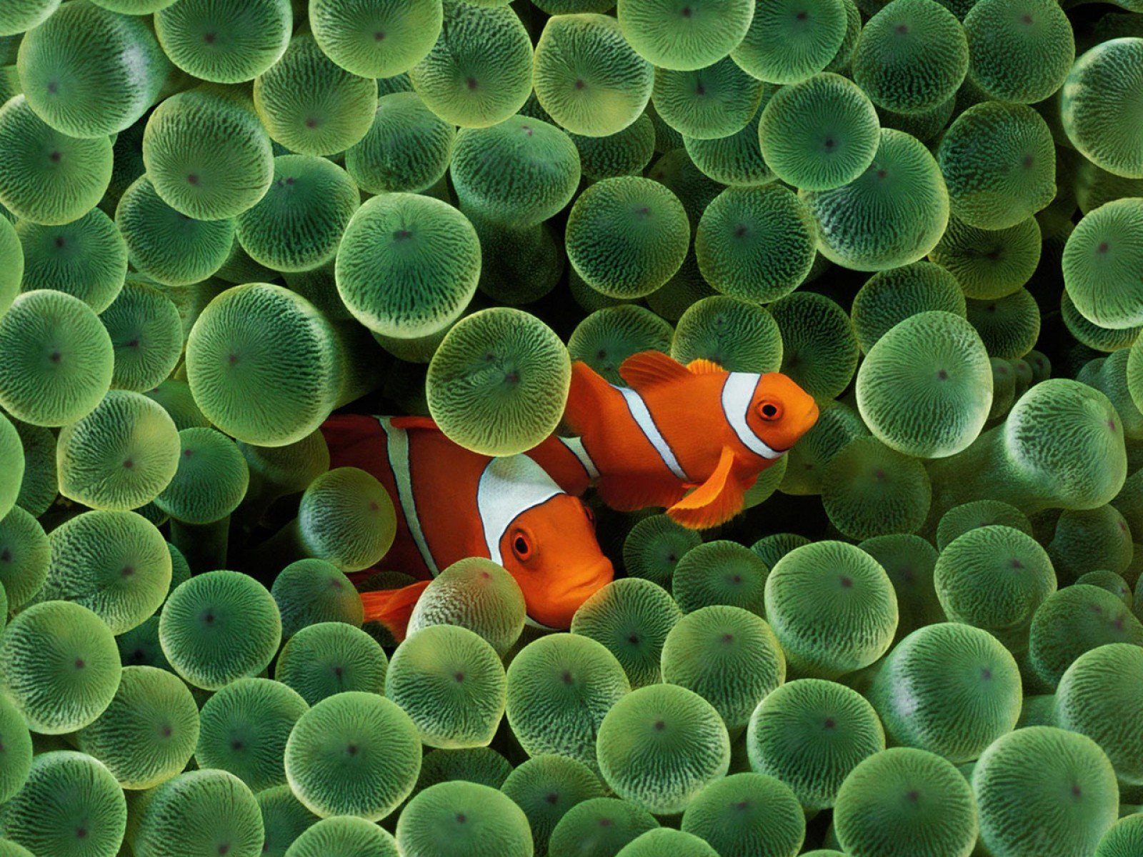 Fish clownfish sea anemones sea wallpaper 1600x1200 301876