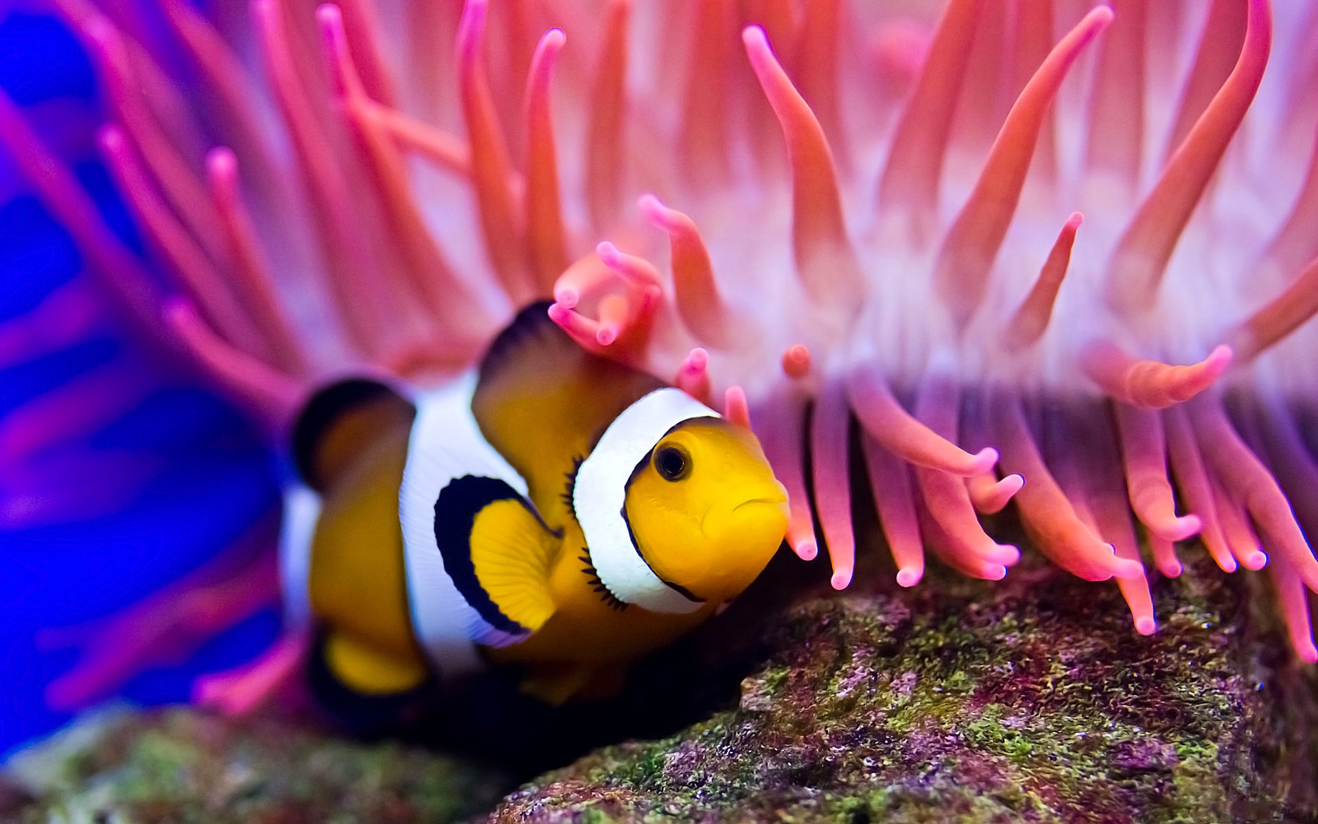 wallpaper: Clown fish, Sea, Sea anemones, Water, underwater wallpaper