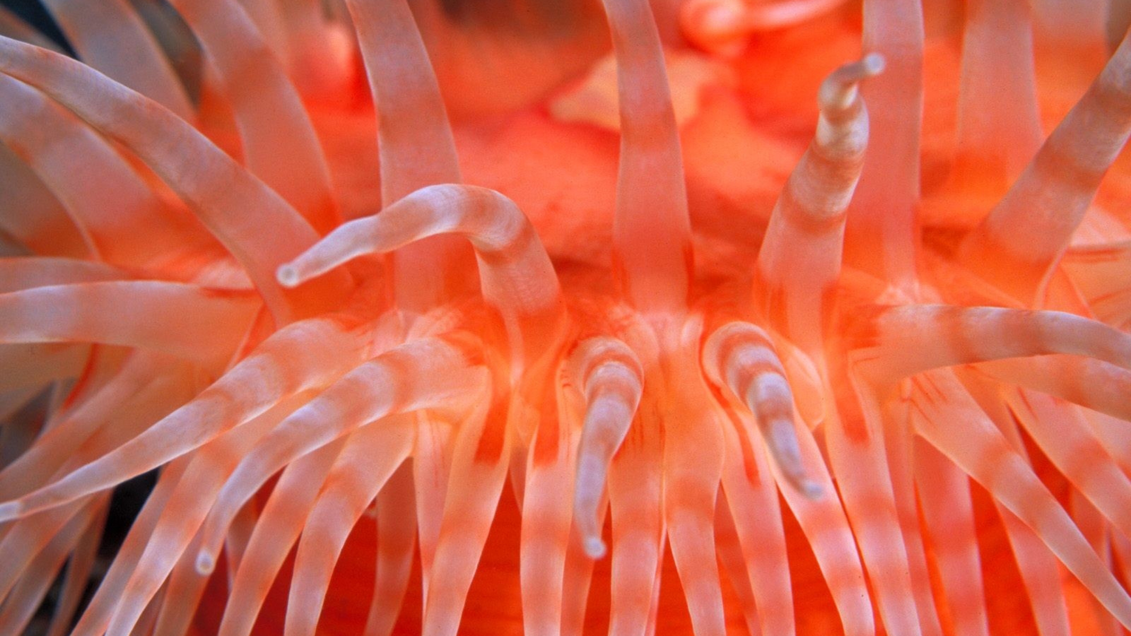 Download Wallpaper 3840x2160 Sea anemones, Bright, Sea, Underwater
