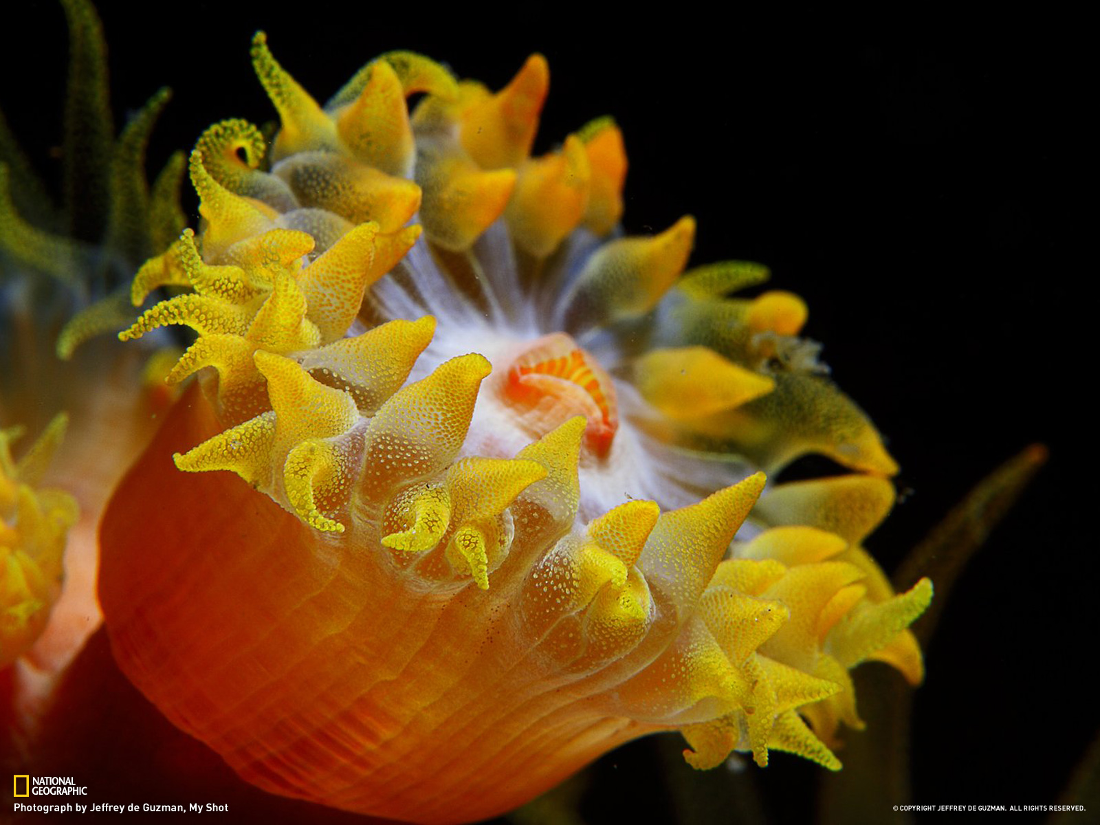 Yellow Sea Anemone
