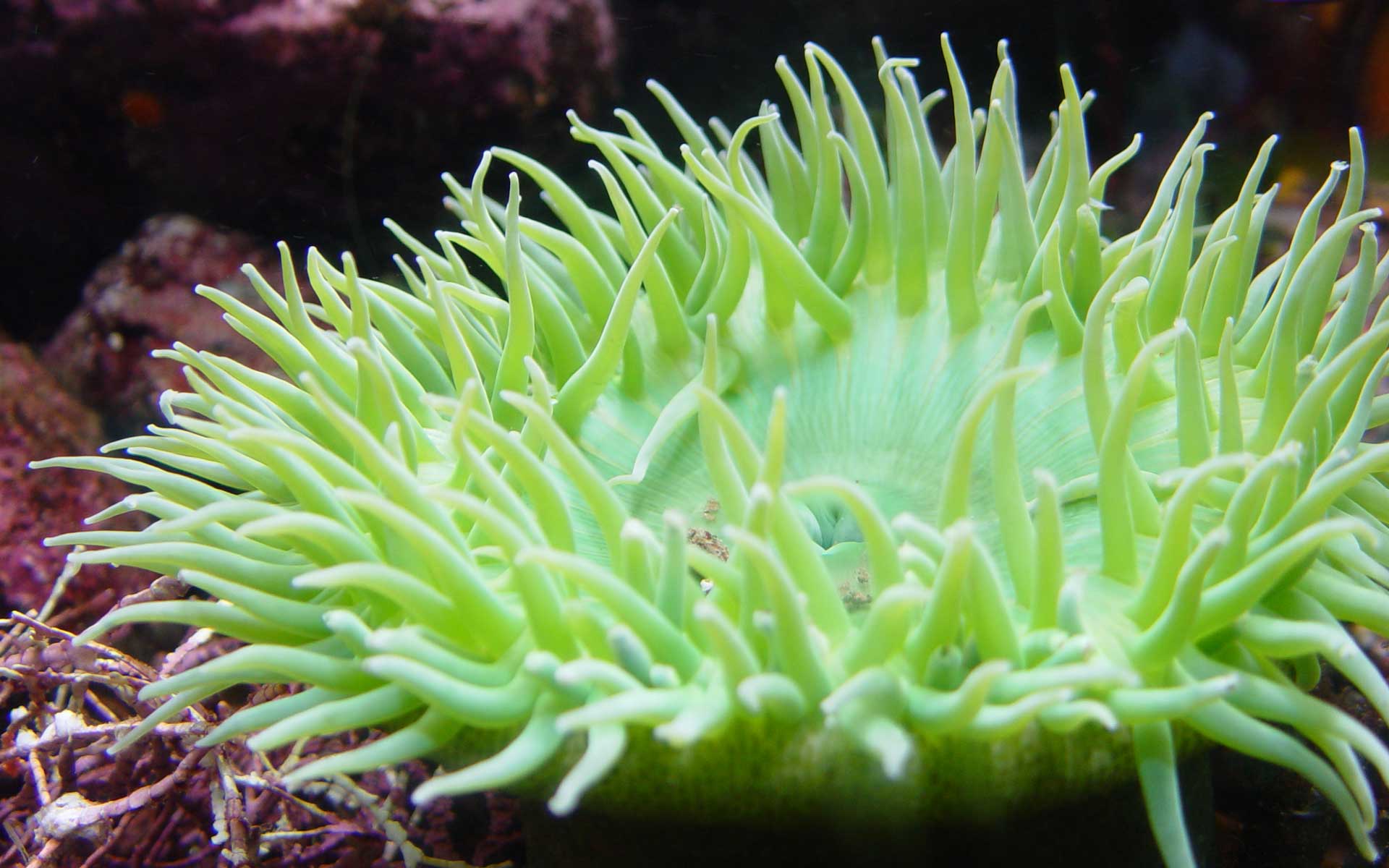 Sea Anemone HD Images 10287 - Pacify Mind