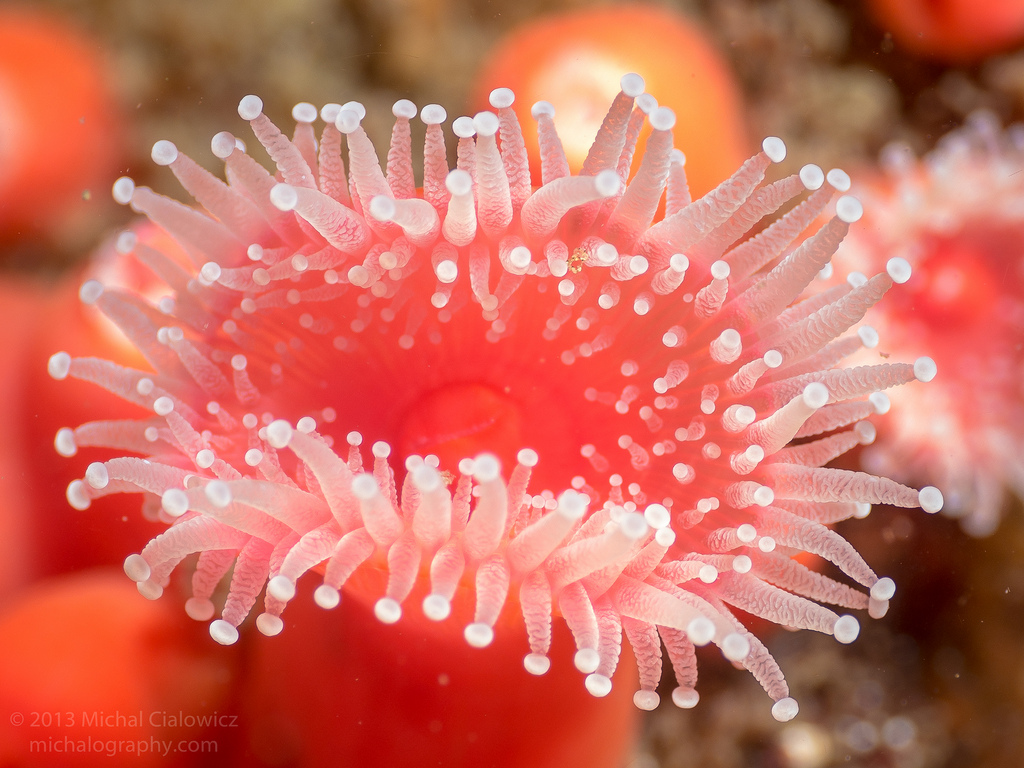 Sea Anemone HD Images 10287 - Pacify Mind