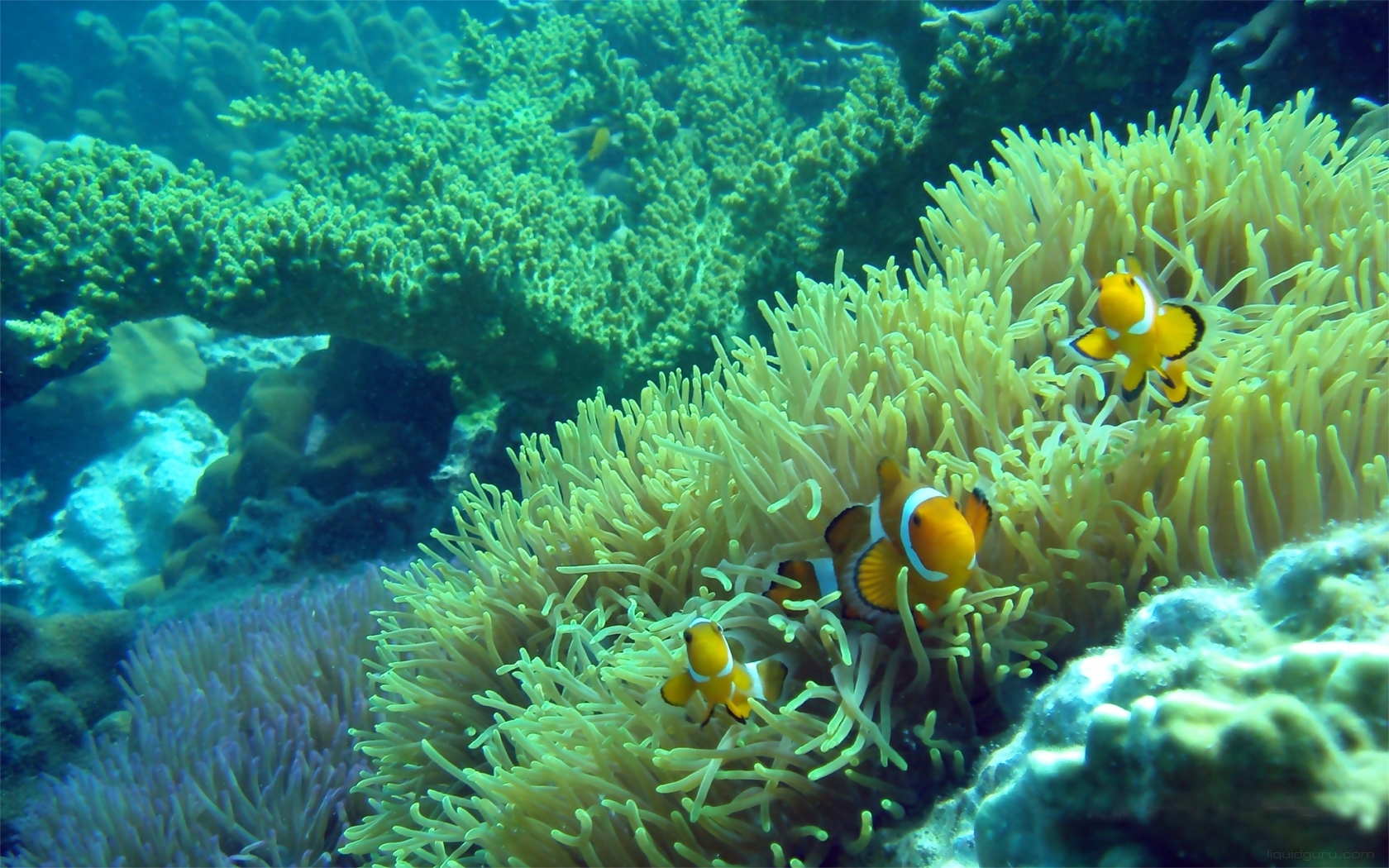 Clownfish sea anemones animals fishes underwater sea ocean ...