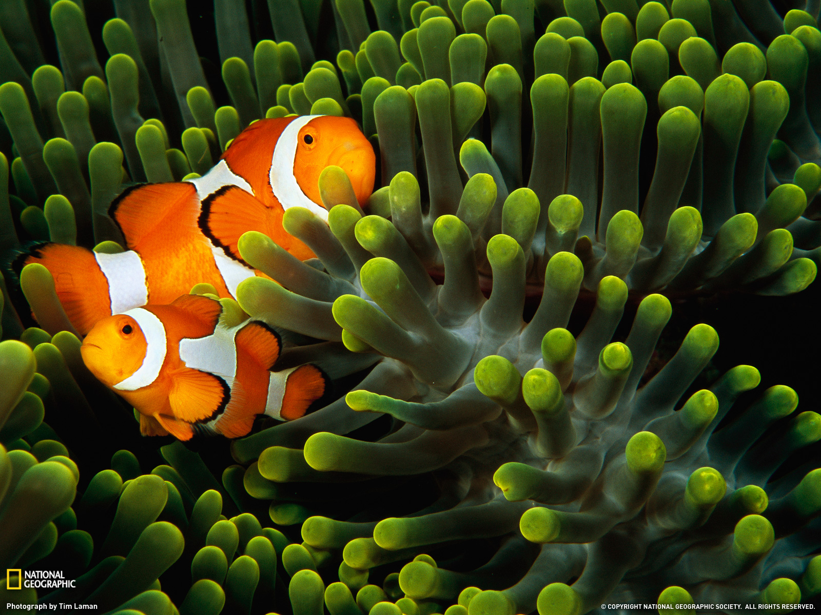 Clown Anemonefish Picture – Indonesia Wallpaper - National ...
