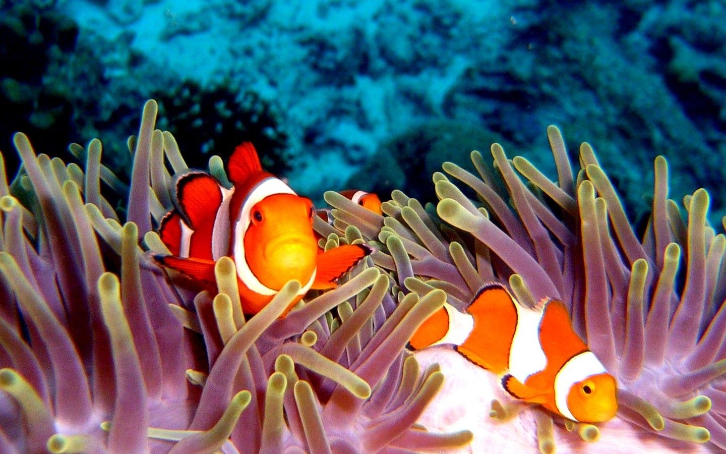 Clownfish sea anemones tropical animals fishes reef coral ocean ...