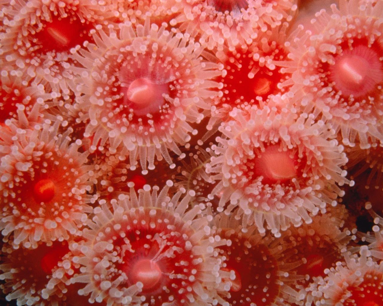 Sea anemones wallpaper | (68456)