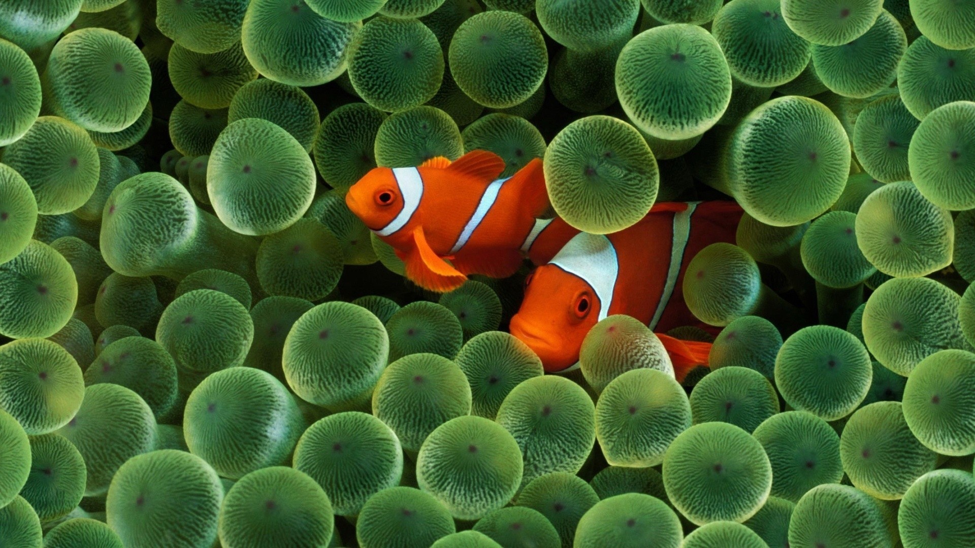 Animals clownfish fish sea anemones wallpaper | AllWallpaper.in ...
