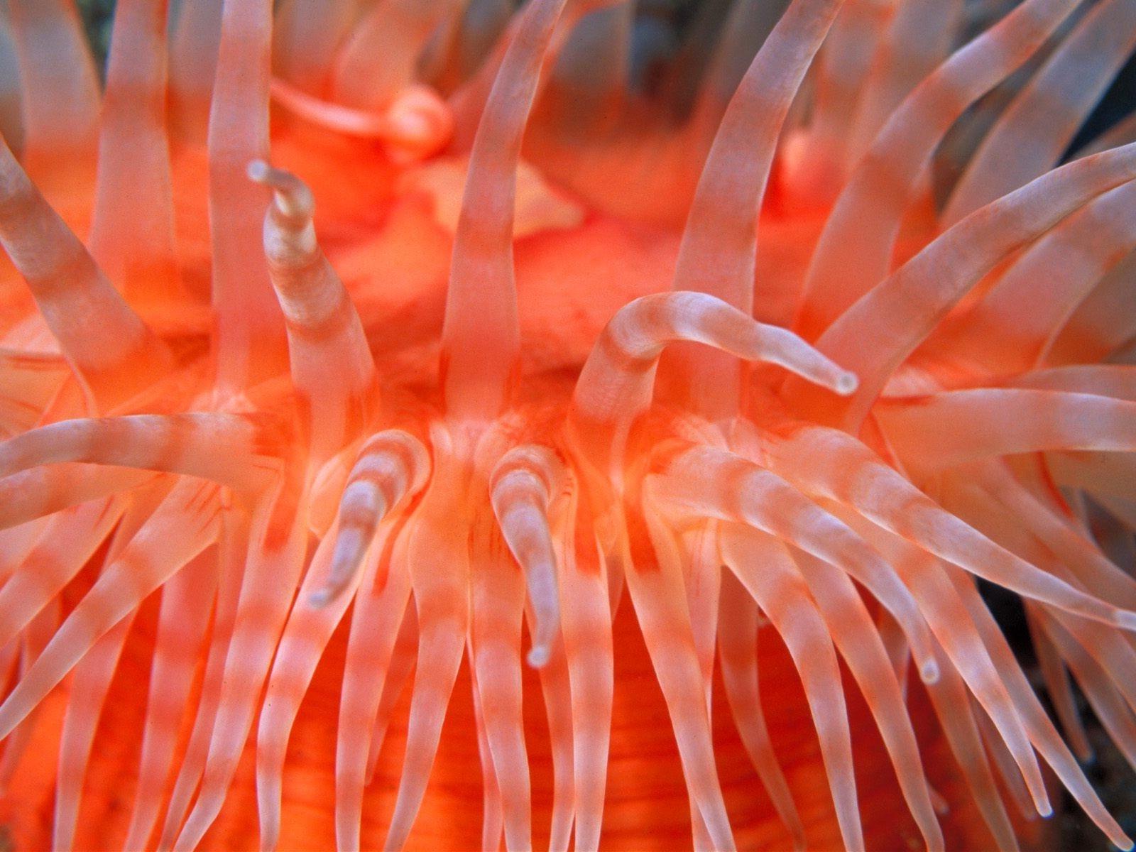 Sea Anemones Bright Underwater #P1-