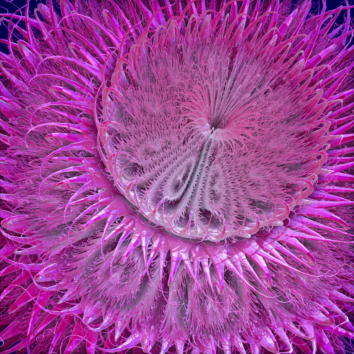 Sea Anemone by Aexion on DeviantArt