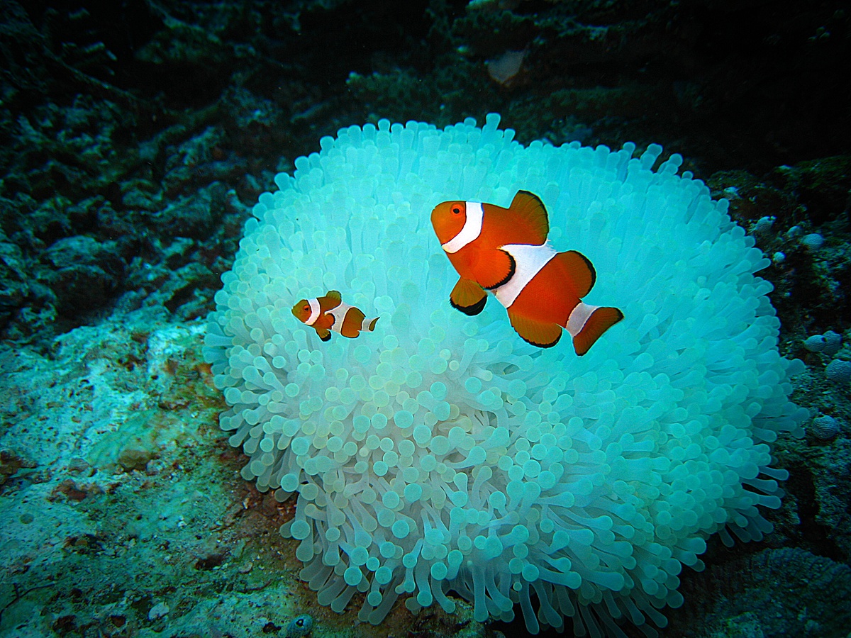 Nemo And Sea Anemone - wallpaper.