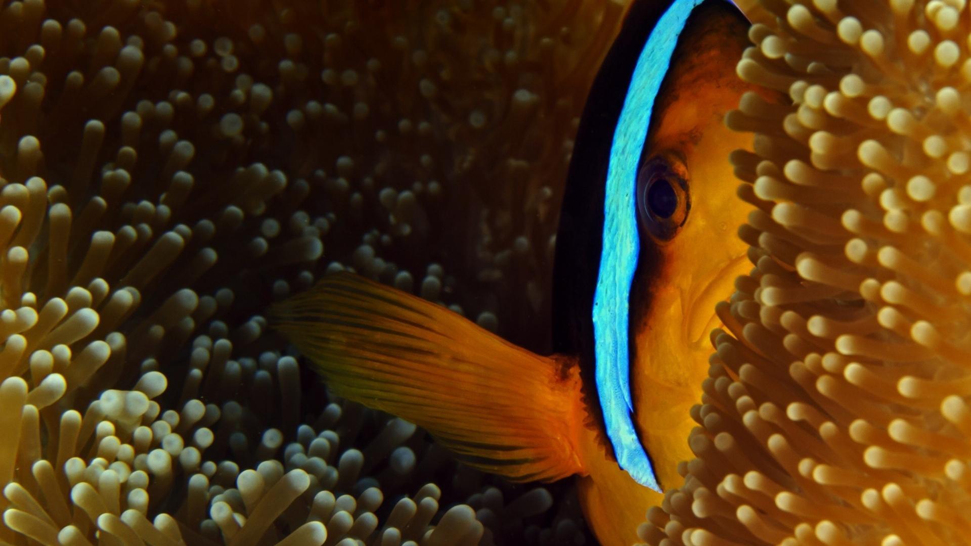 Nature fish national geographic clownfish sea anemones palau ...