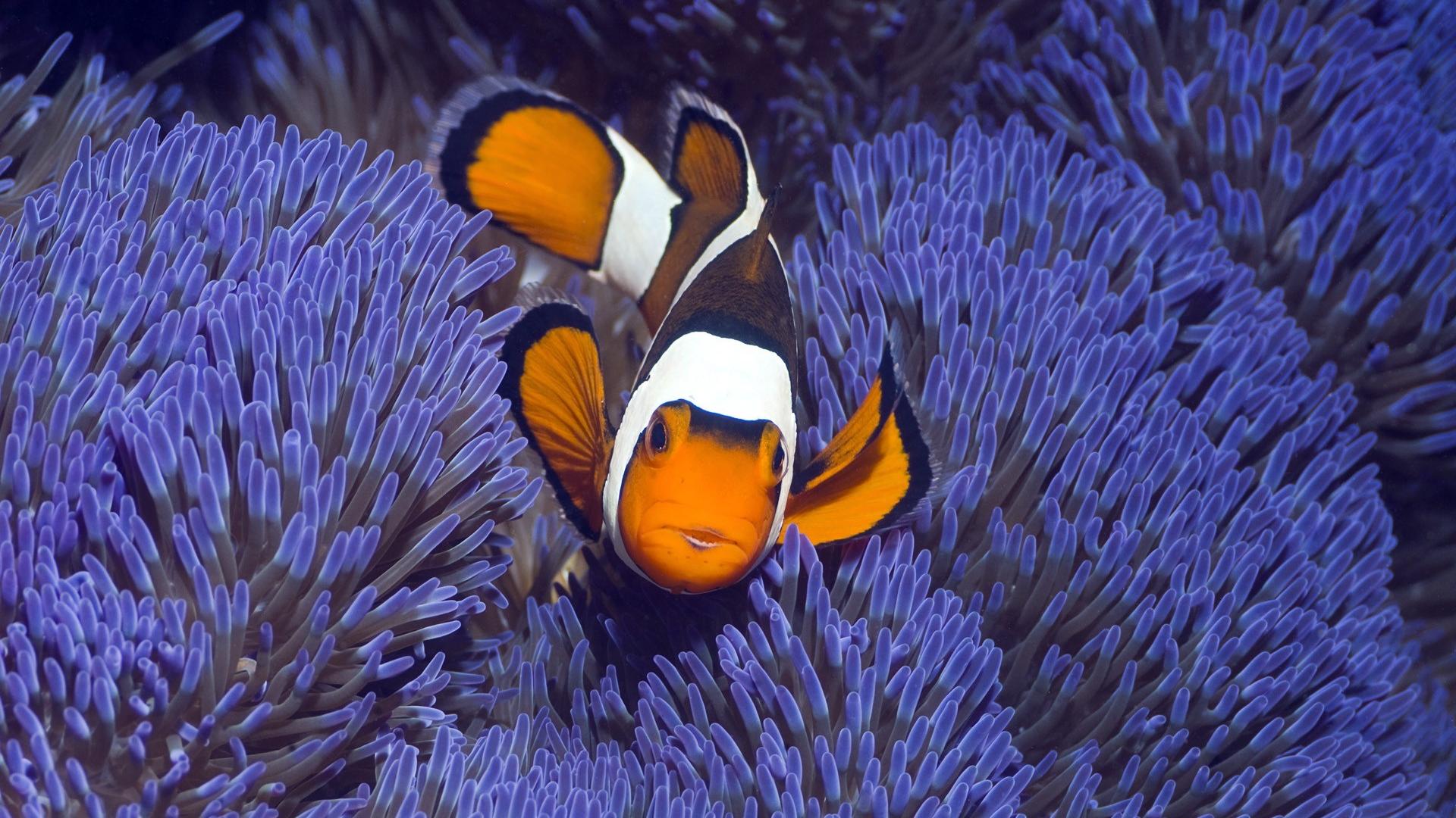 Indonesia animals clownfish fish sea anemones wallpaper | (46966)