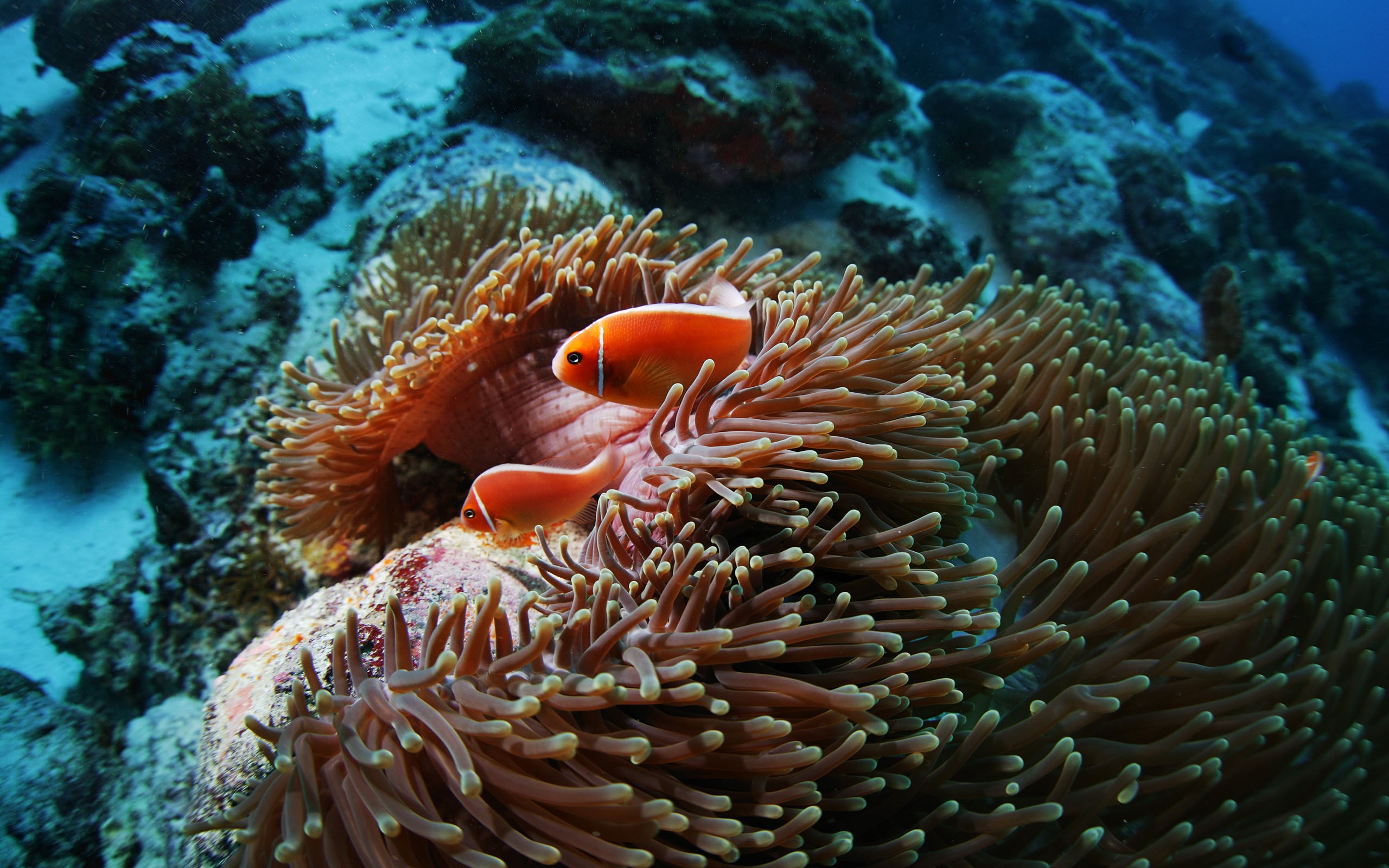 Fish sea anemones underwater coral reef wallpaper | 2560x1600 ...