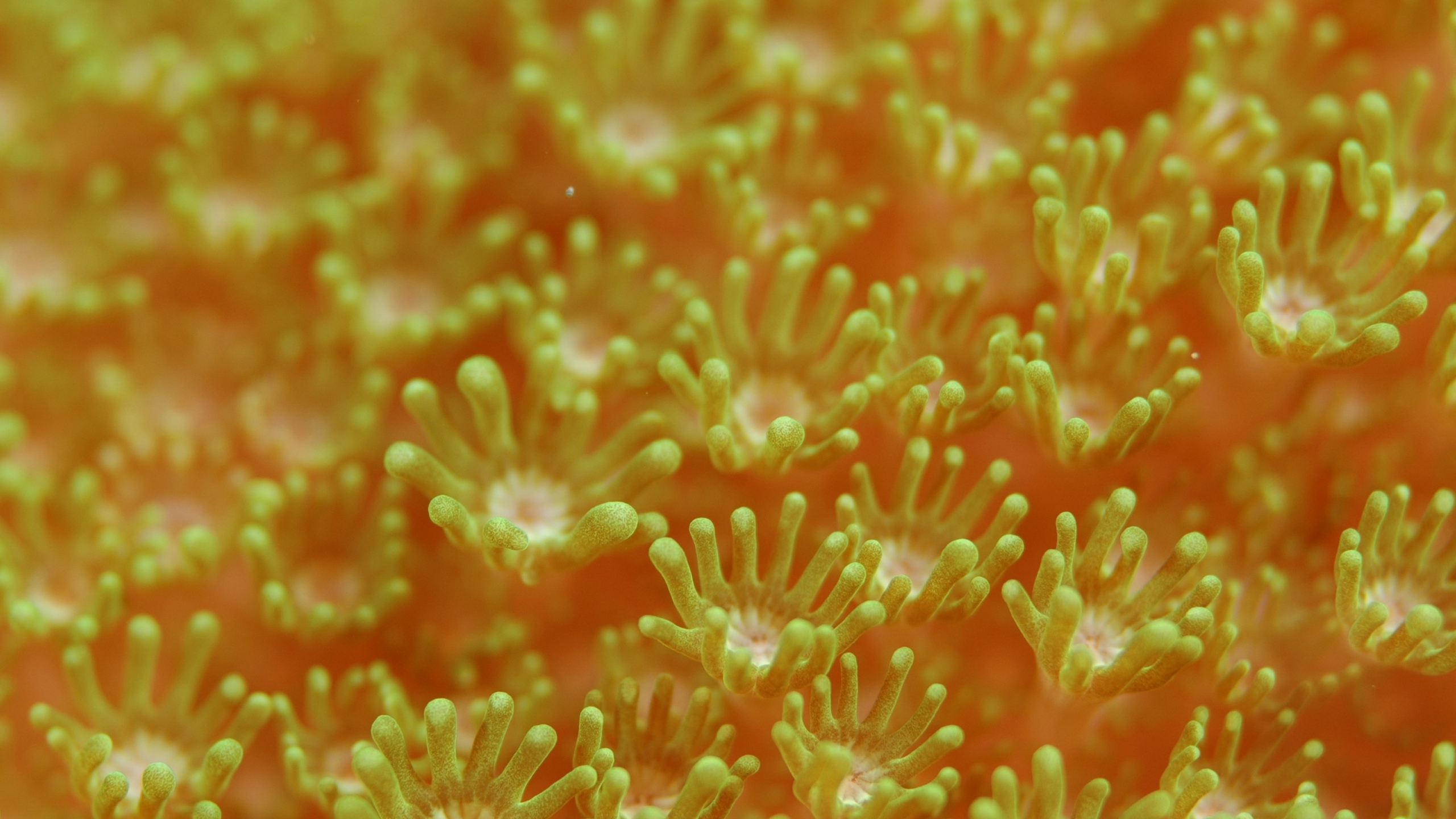 Download Wallpaper 2560x1440 Sea anemones, Algae, Underwater world ...