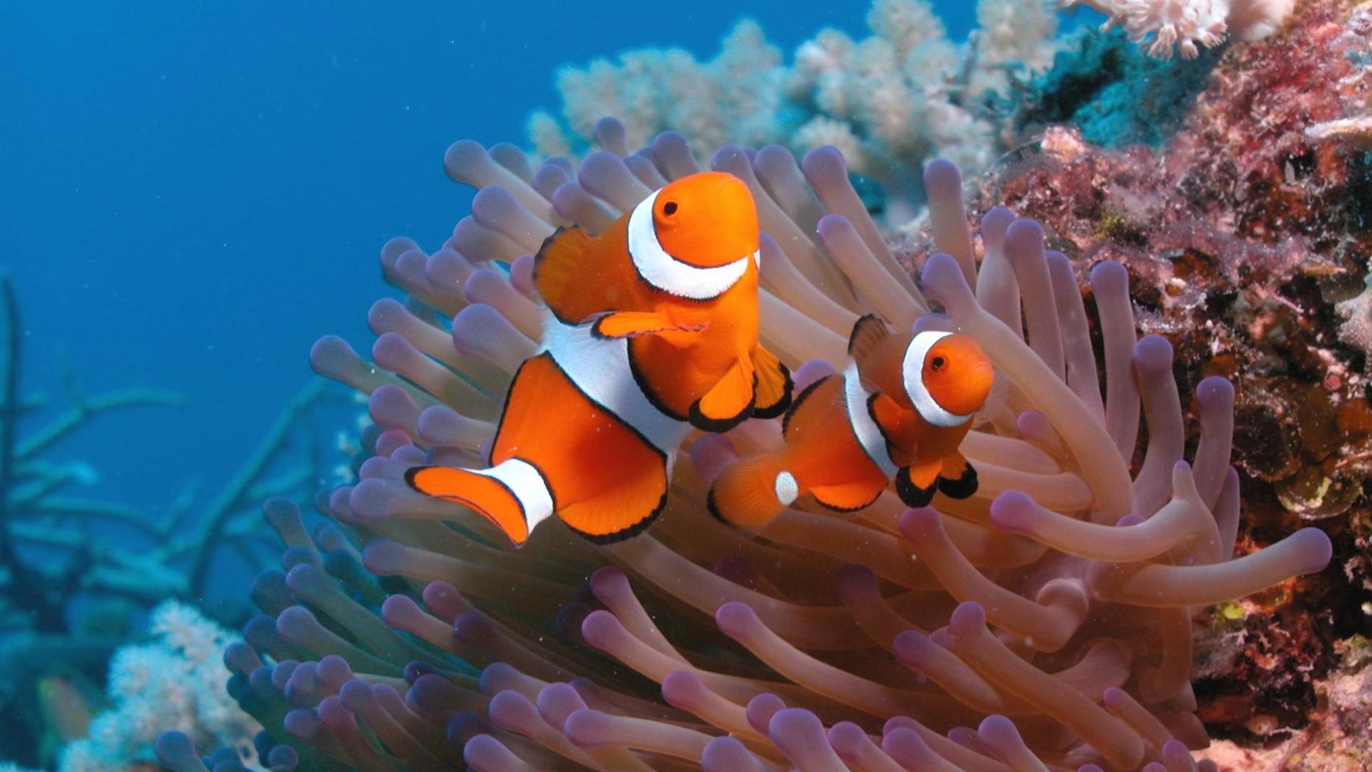 clownfish sea anemones nature animals hq wallpaper - (#92916) - HQ ...