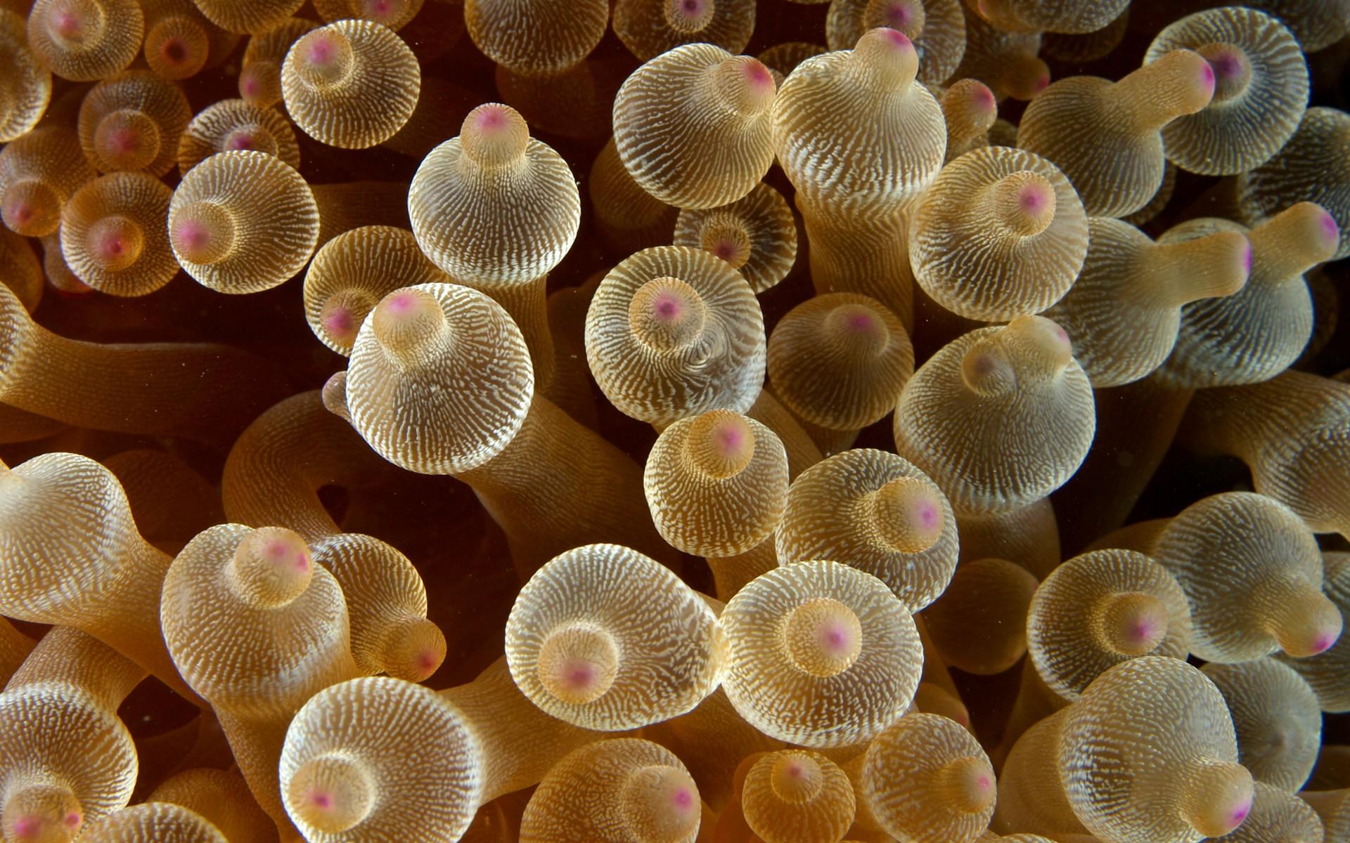 Macro nature sea anemones animals - (#185301) - High Quality and ...