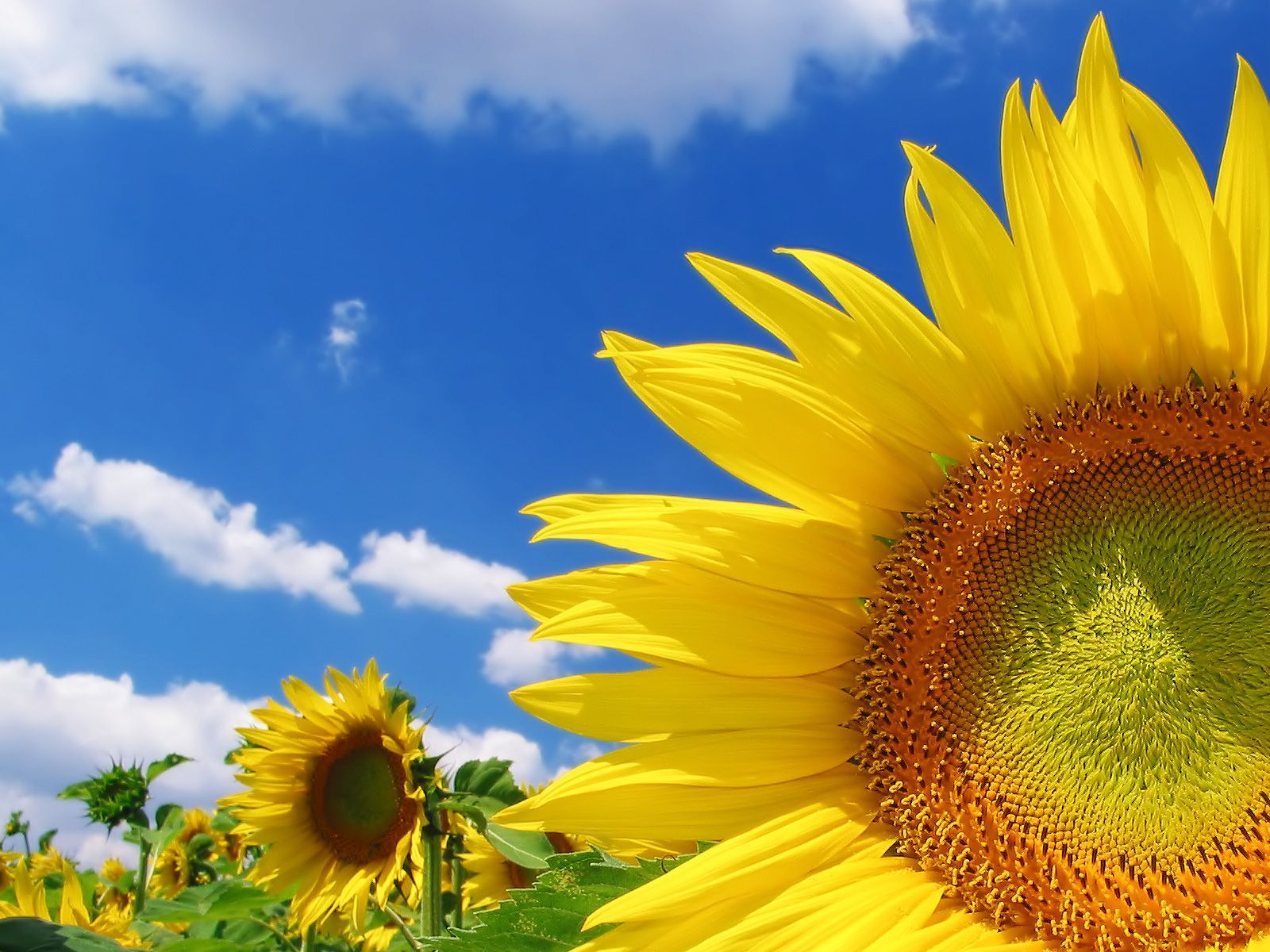 Sunflower Desktop Wallpapers Free